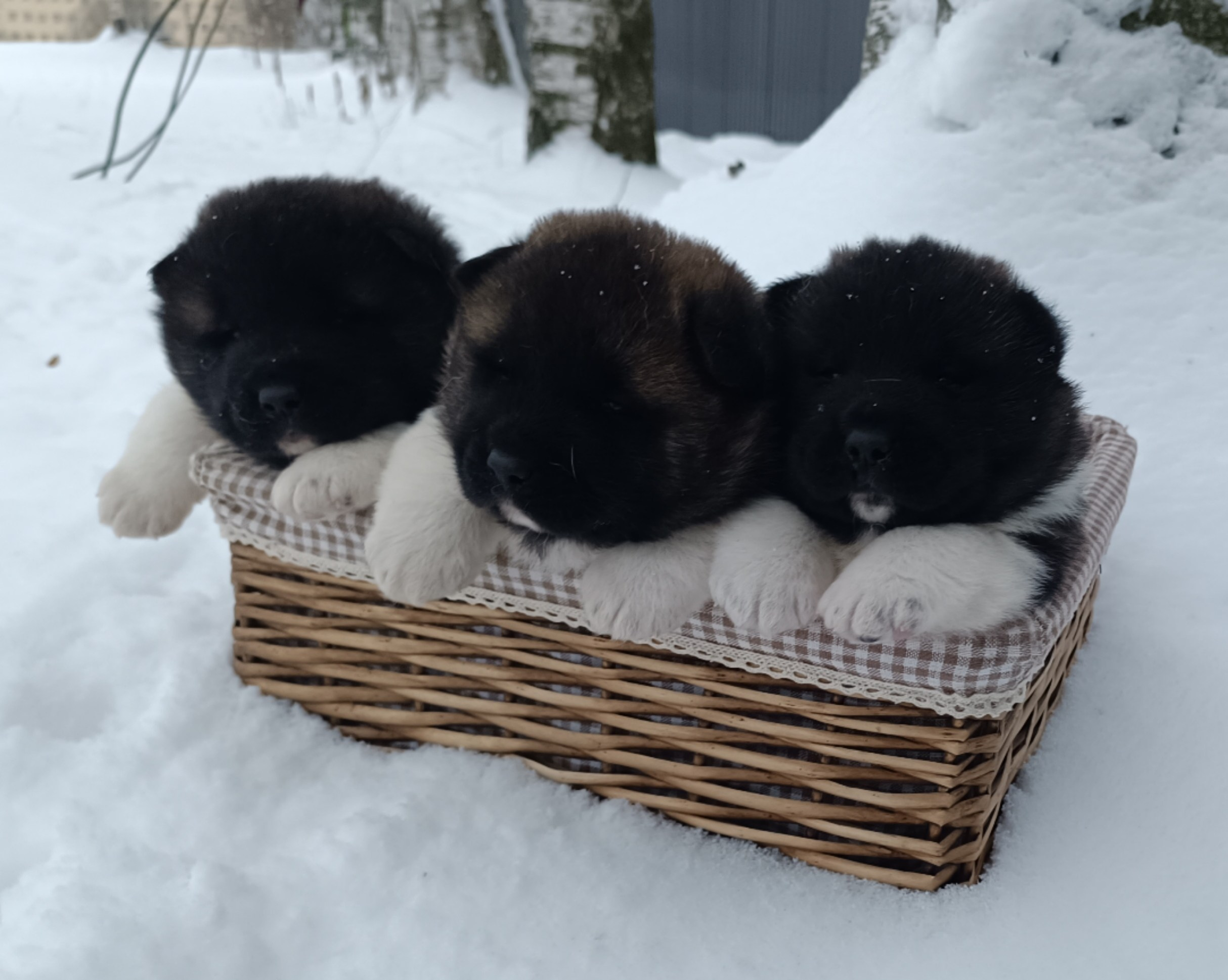 Американская акита  щенки питомник Санкт-Петербург клубные щенки Американская акита питомник RUBYLIGHT Рубилайт купить щенка американской акиты