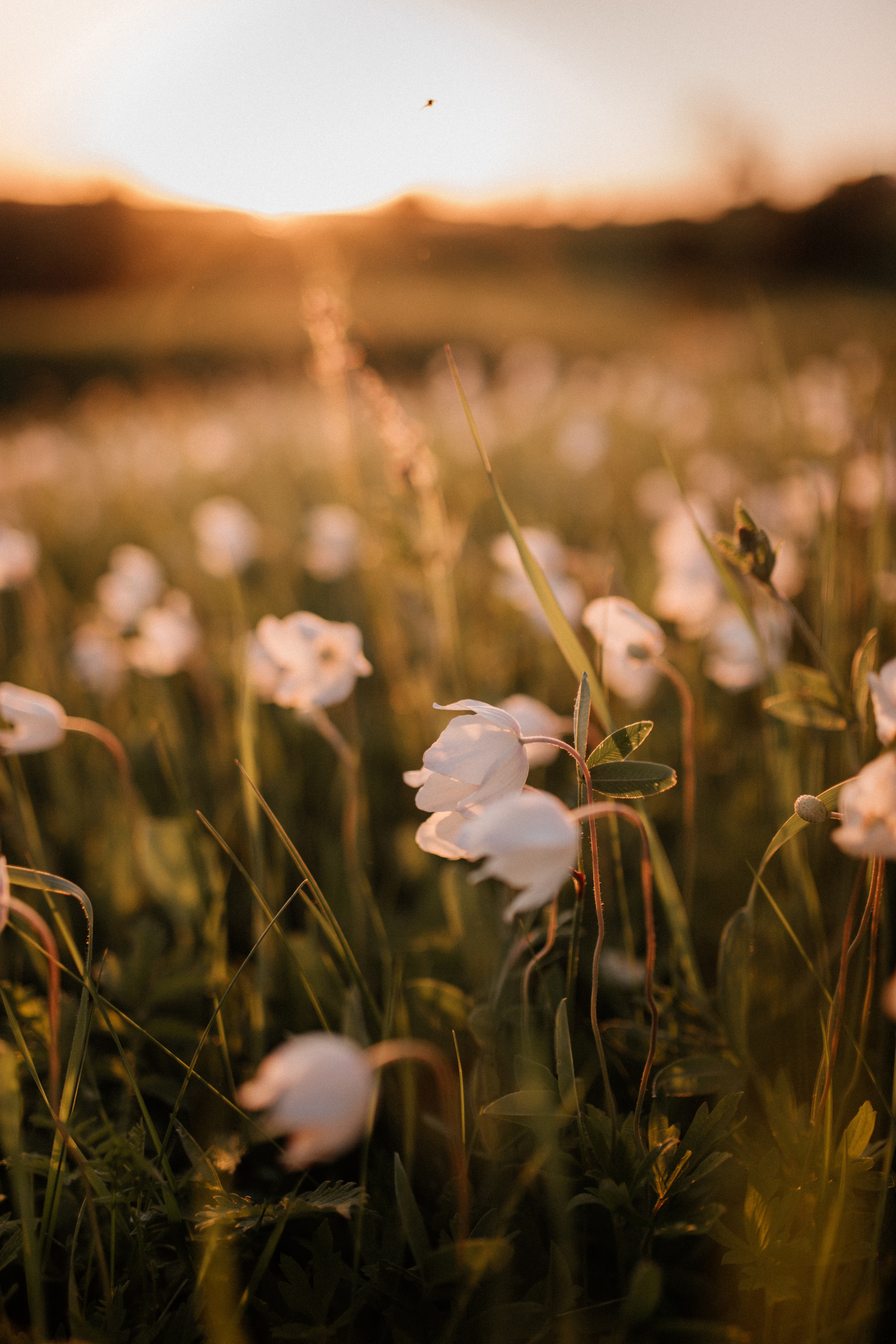 Саша и Кирилл. Свадебный фотограф Елена Рубцова