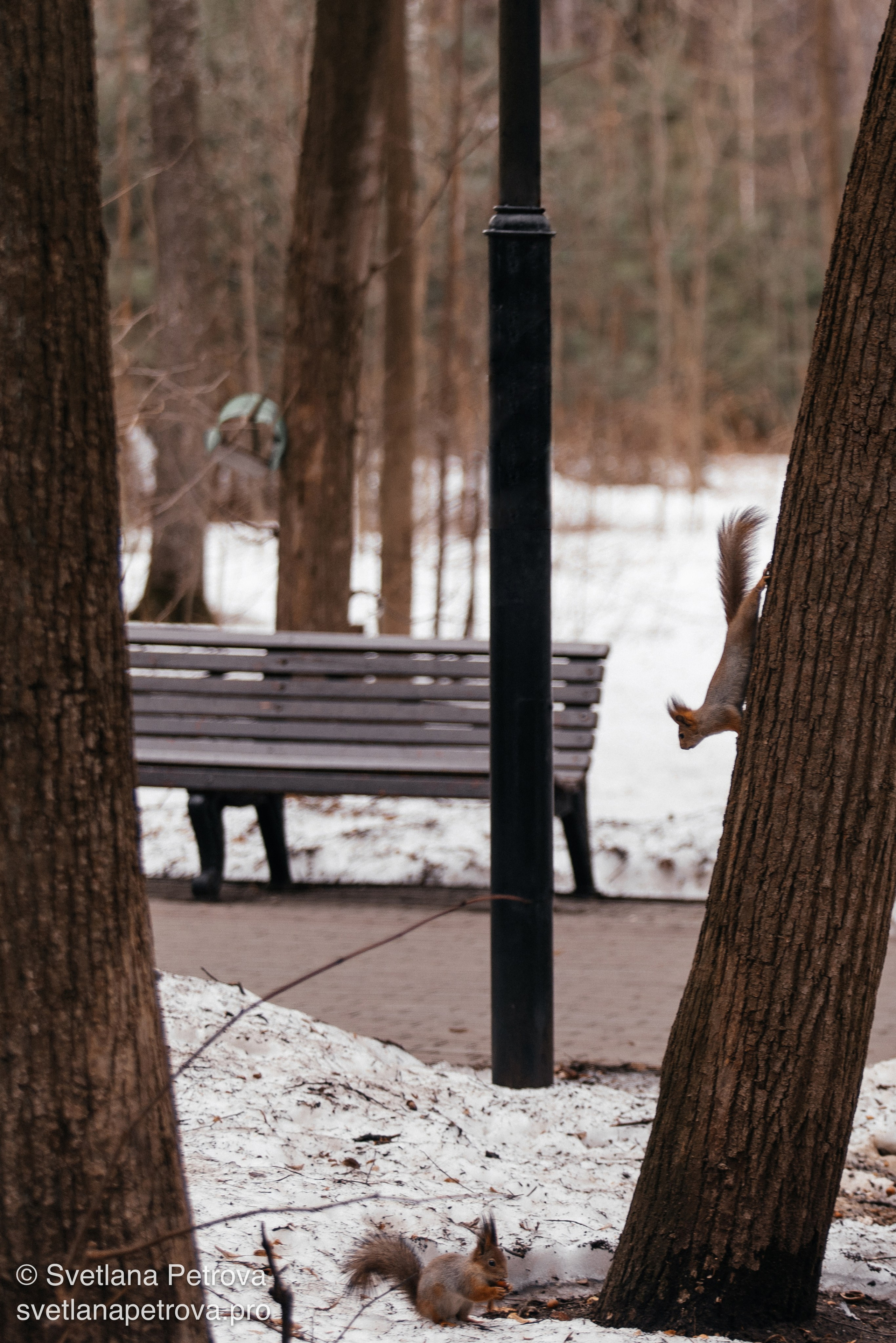 Белочки. Весна 2026. Фотограф Светлана Петрова