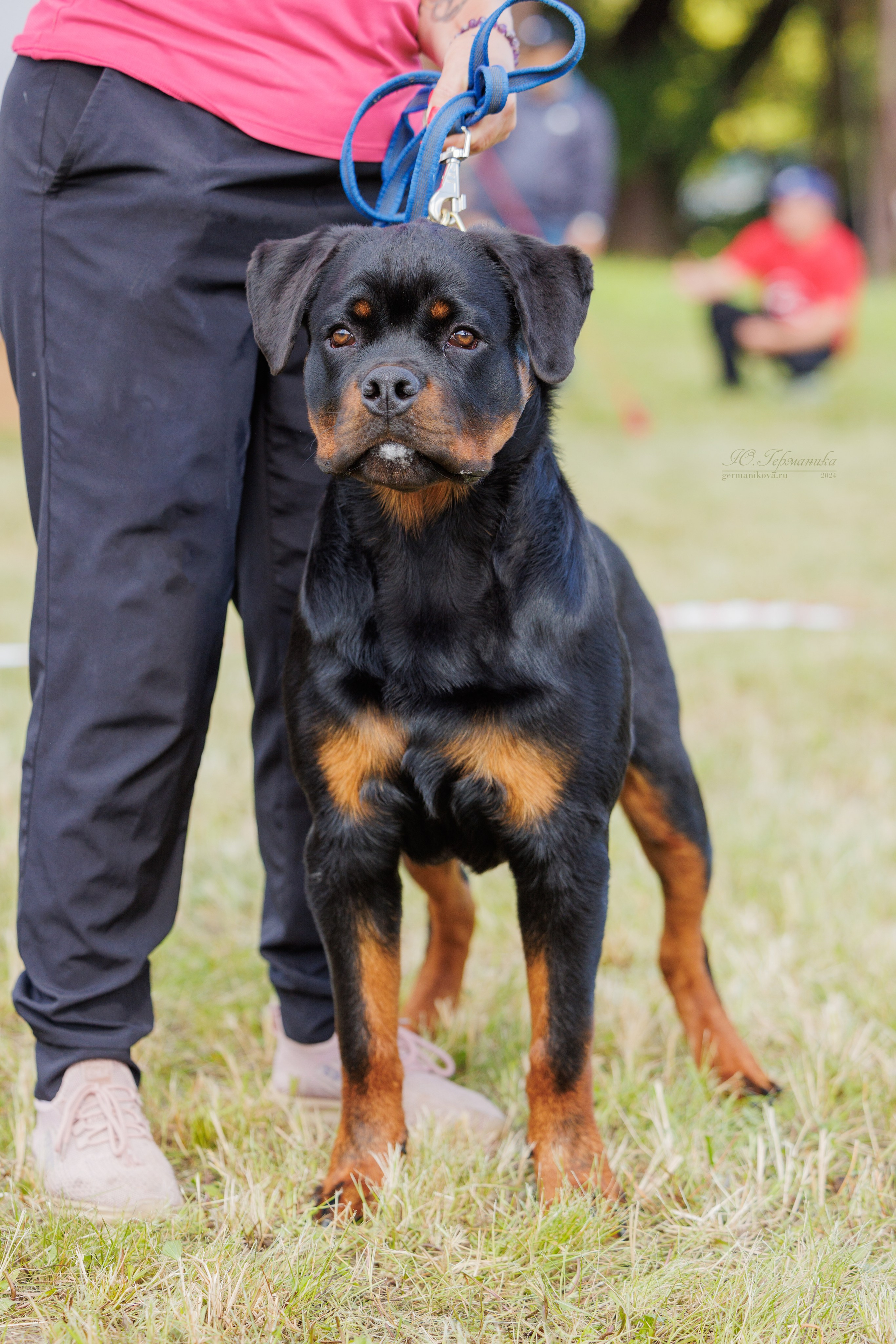 Рязань-Ховрино 10-11.08.2024 3хмоно ротвейлеров. Фотограф-анималист Юлия Германика