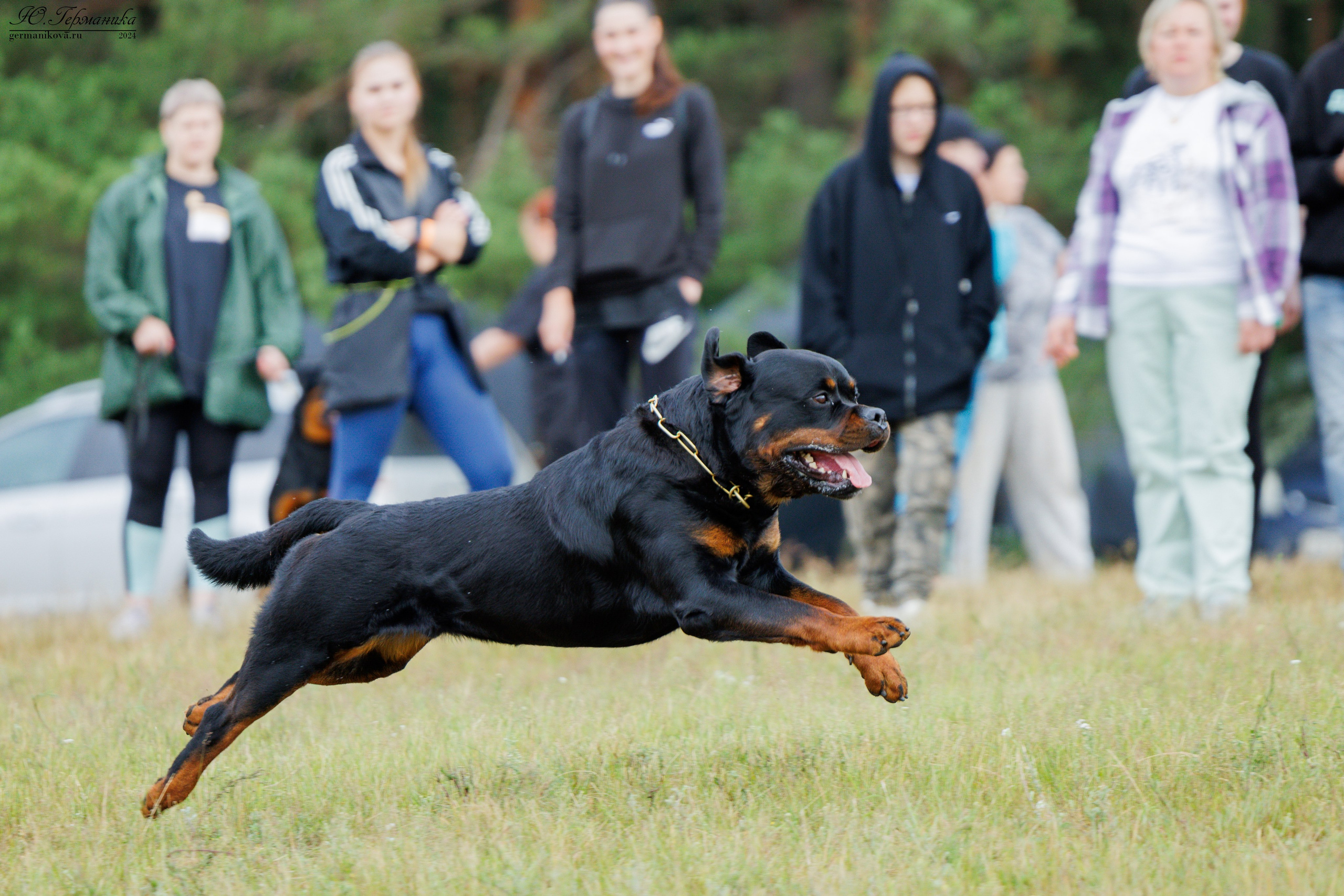 ПК и КЧК ротвейлеры Тверь 6-7.07.2024. Фотограф-анималист Юлия Германика