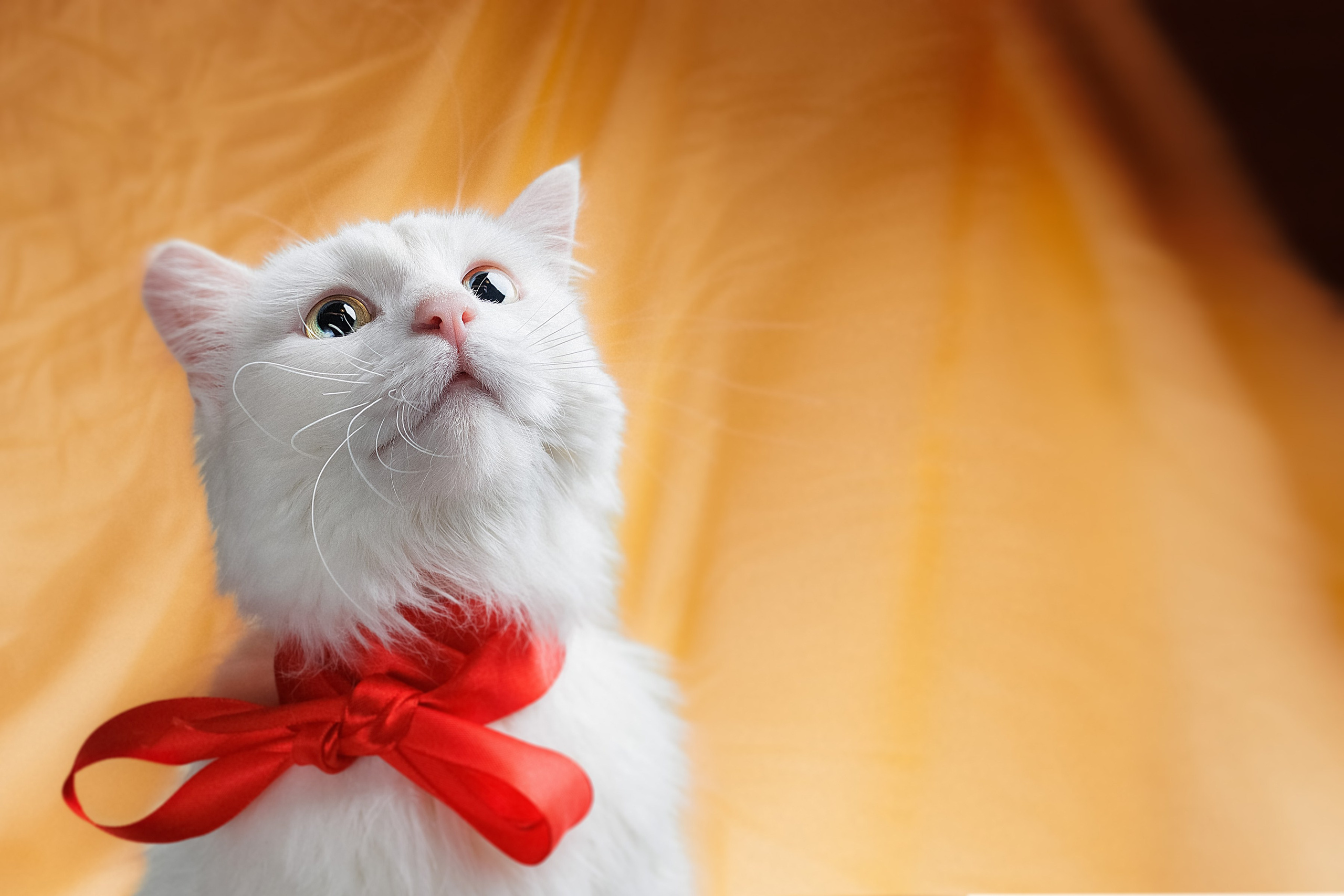 Портреты ваших питомцев. Коммерческий, рекламный фотограф в Уфе Сергей Крайкин