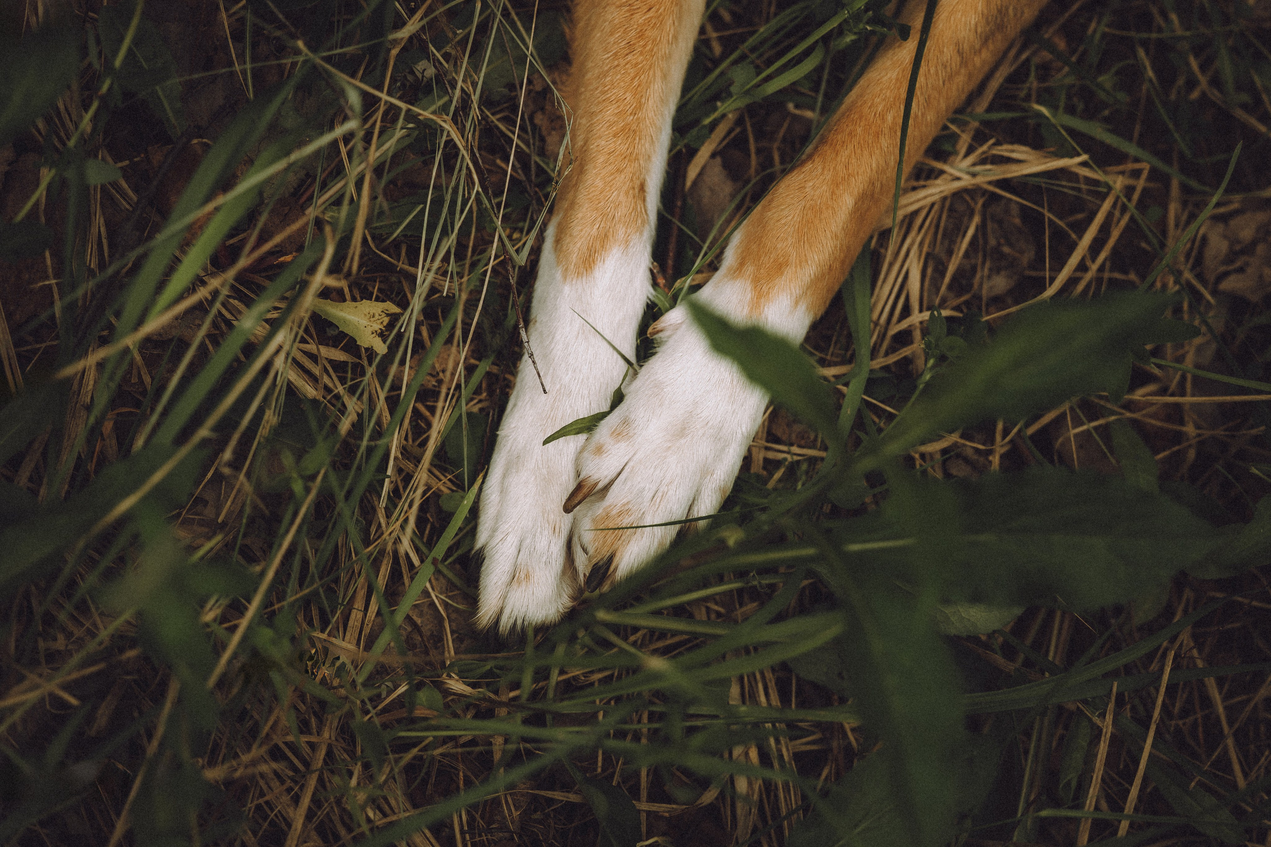 Груша, Данни, Фунтик и их семья