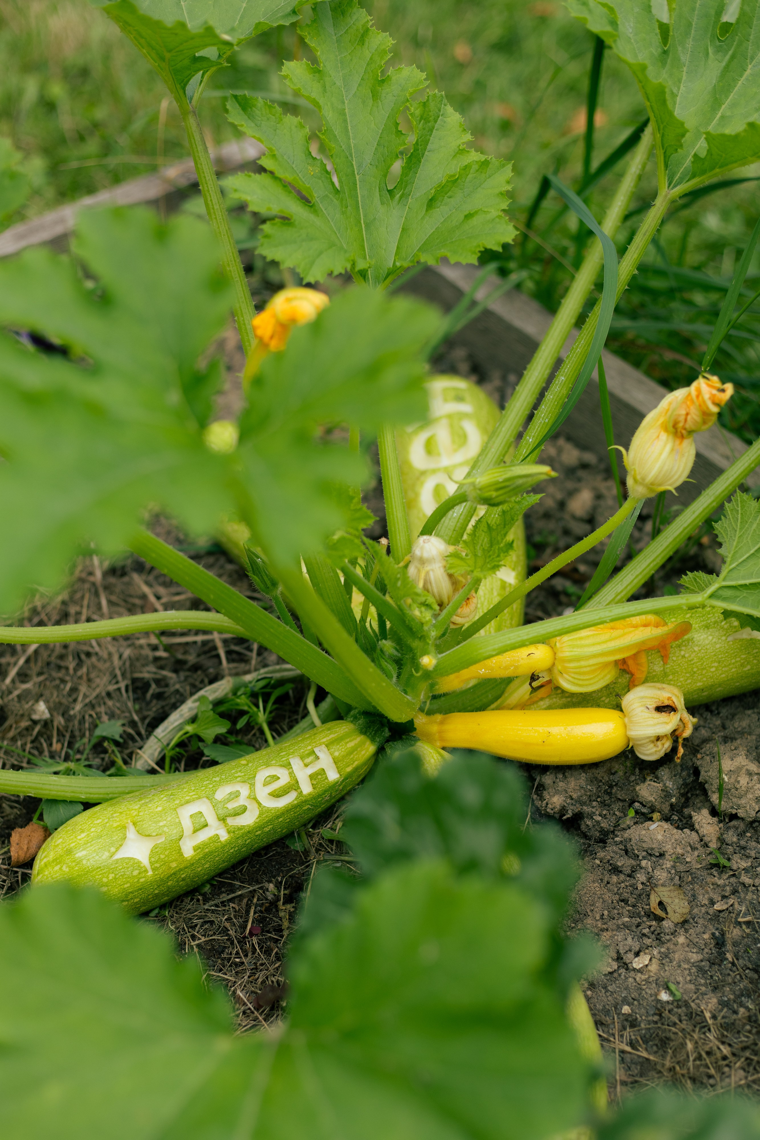 Яндекс Дзен. Предметный фотограф Москва Глухарёва Оля