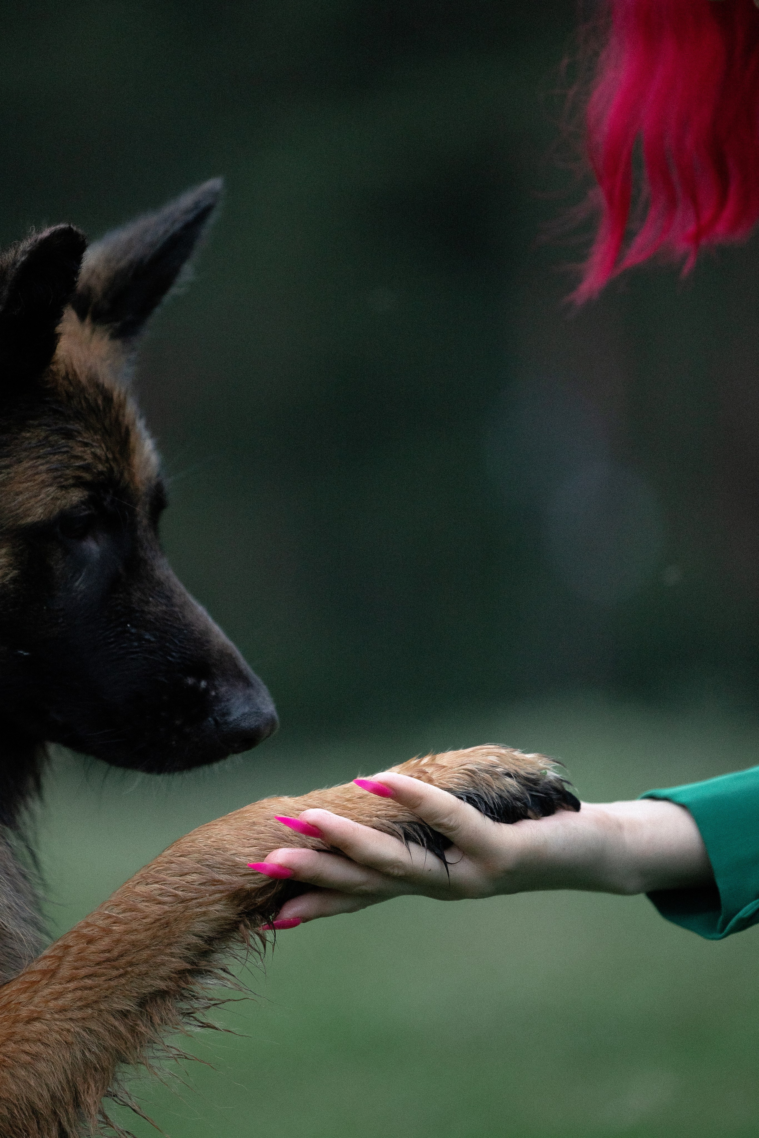 Алена, Фанни и Фрея. Фотограф и видеограф анималист Аганина Дарья