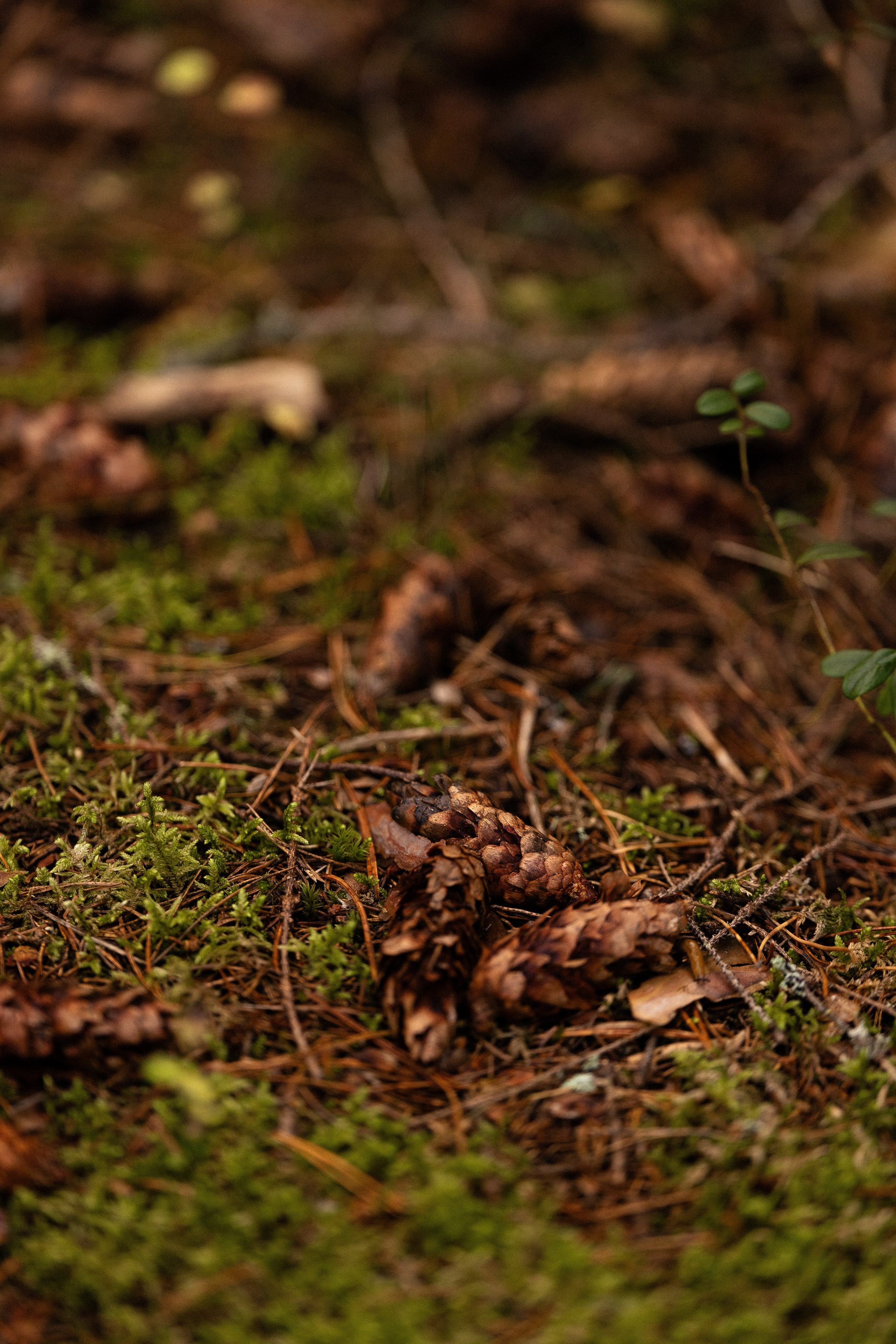 Karelia. Фотограф и видеограф анималист Аганина Дарья