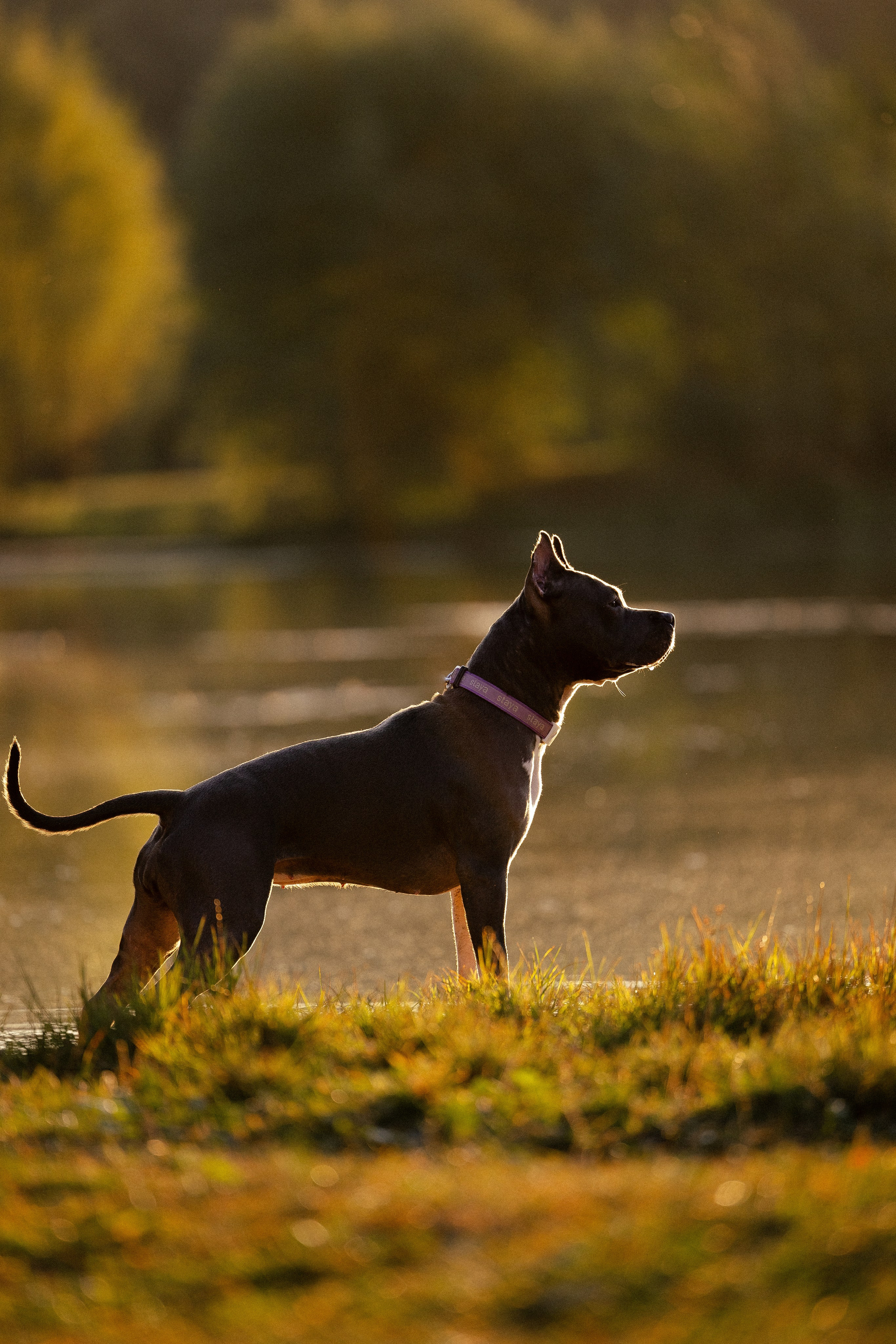 Катя, Леша, Лея и Трой. Фотограф и видеограф анималист Аганина Дарья