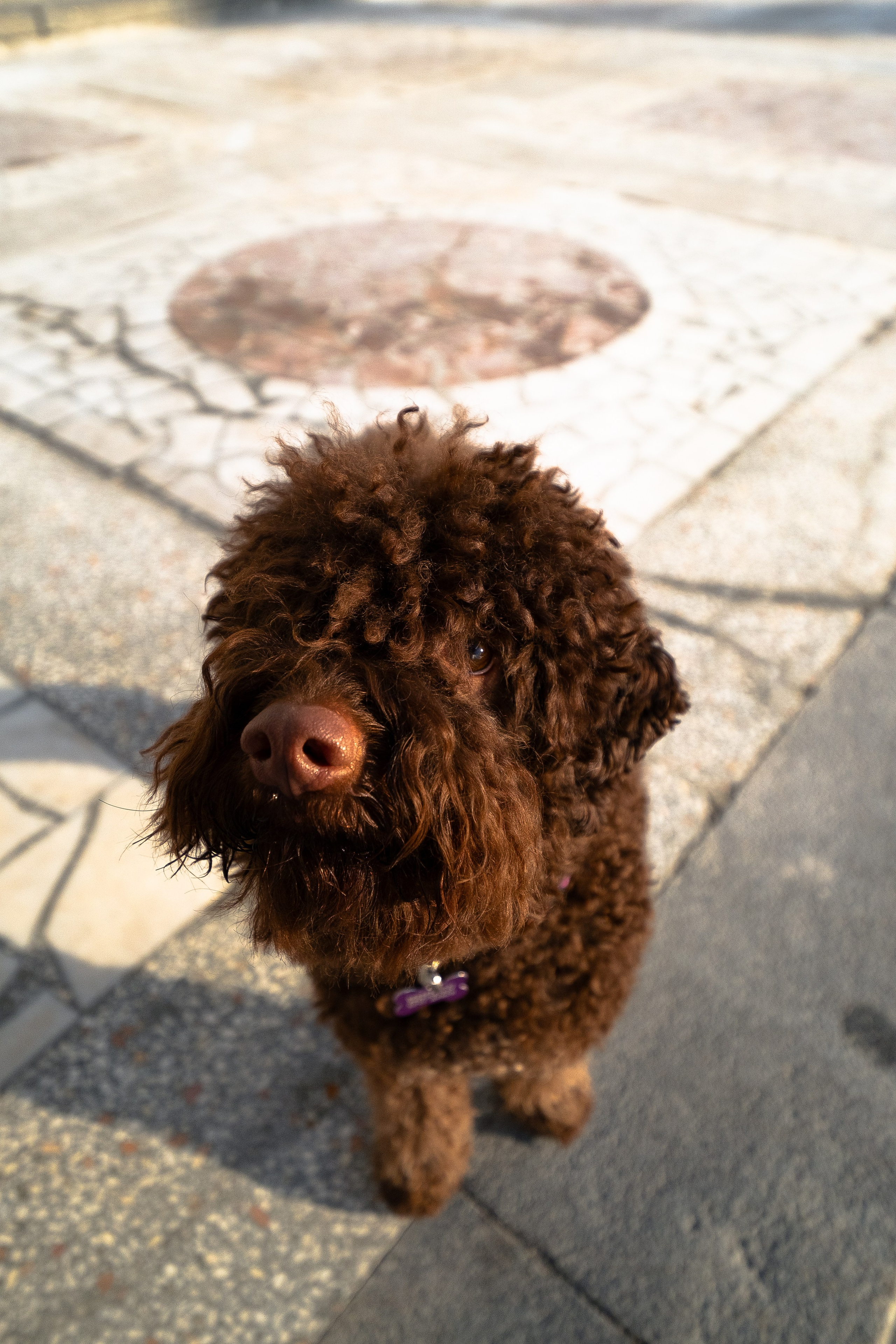 Тьеринна и Миша. Фотограф и видеограф анималист Аганина Дарья