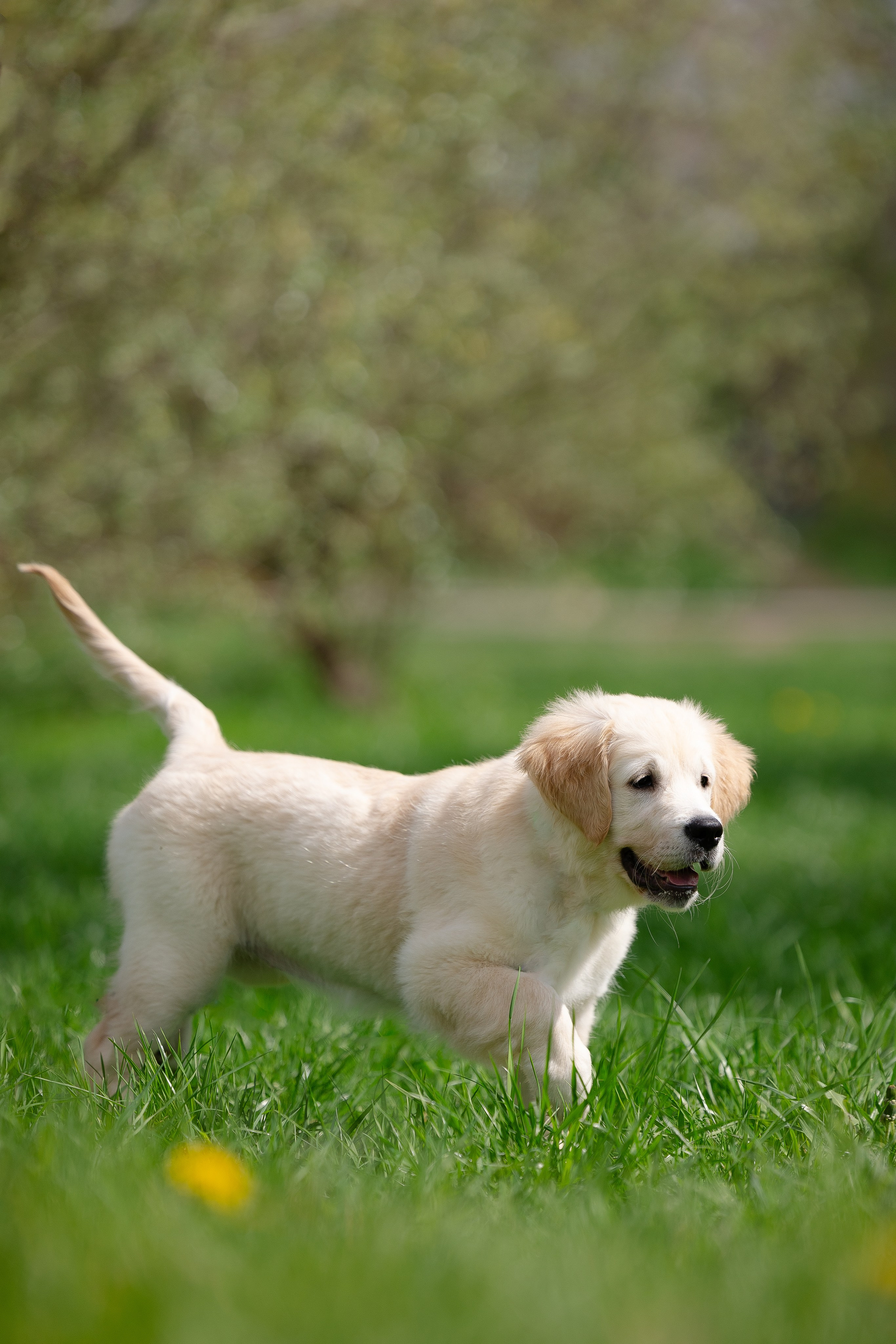 Голден ретривер. Фотограф и видеограф анималист Аганина Дарья