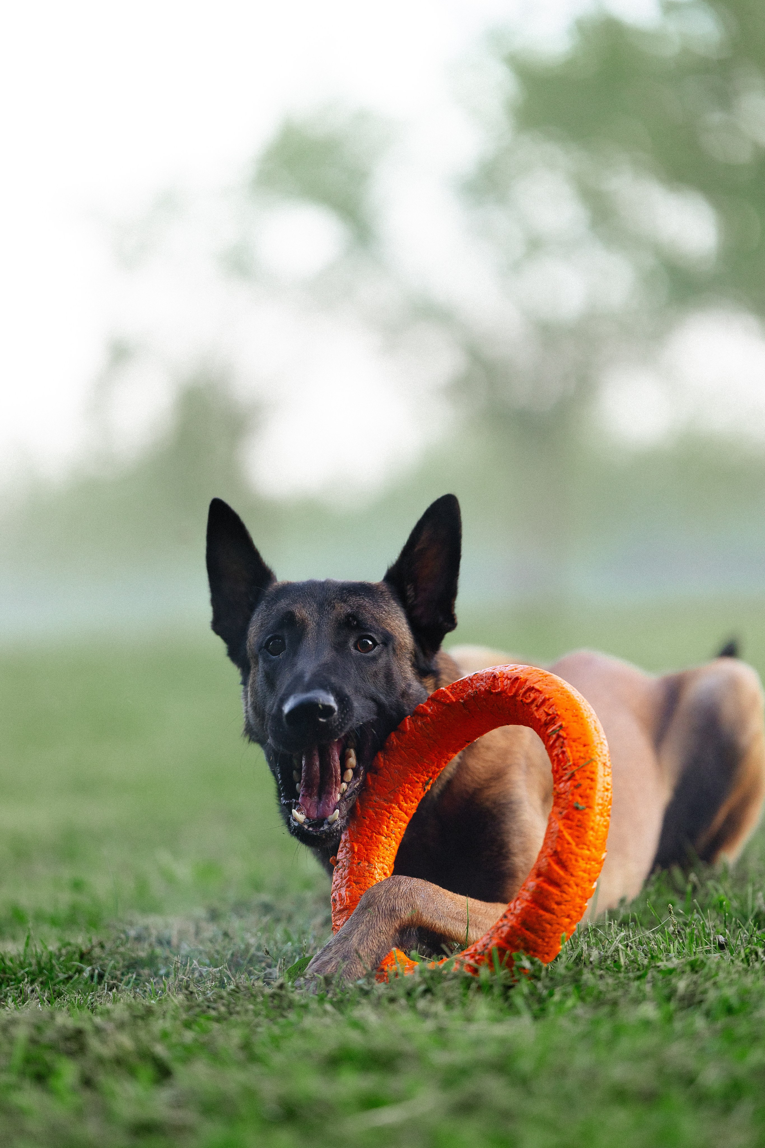 Галина и Кодекс. Фотограф и видеограф анималист Аганина Дарья