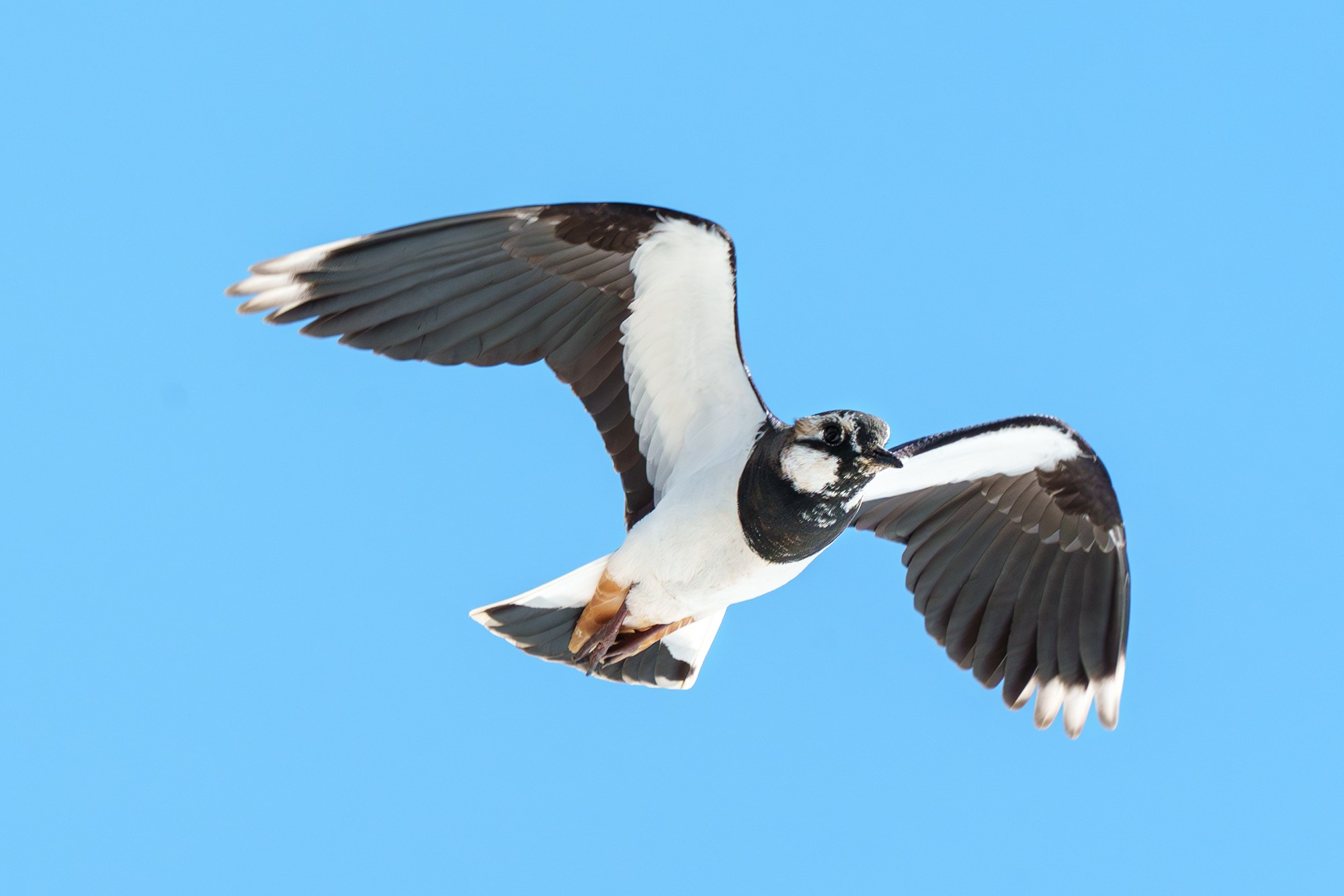 Удивительные мир птиц. Вокруг нас столько прекрасного — присмотритесь!. Ваш личный фотограф Марина Волкова