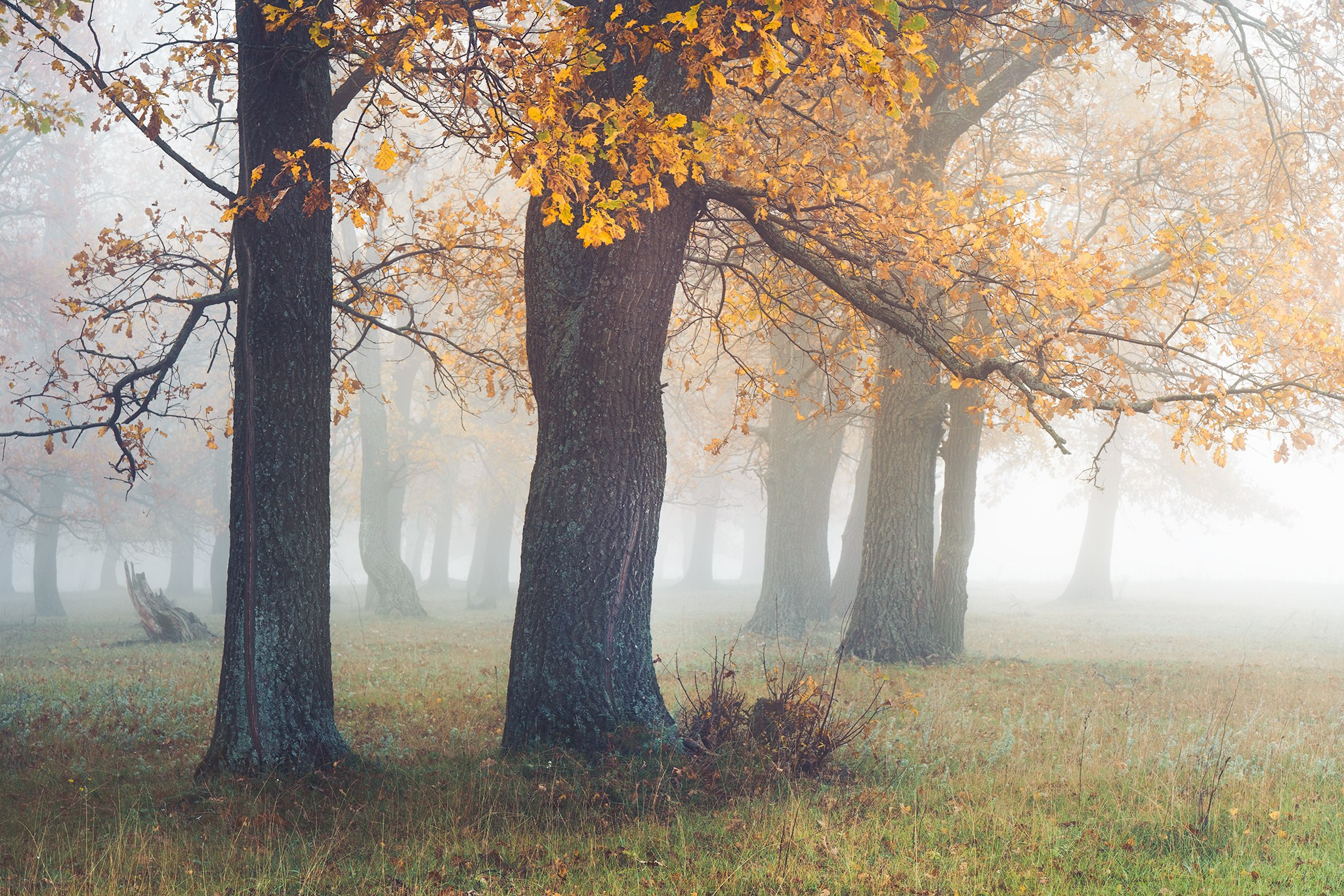 Лето, лес, деревья…. Пейзажный фотограф Руслан Лукманов