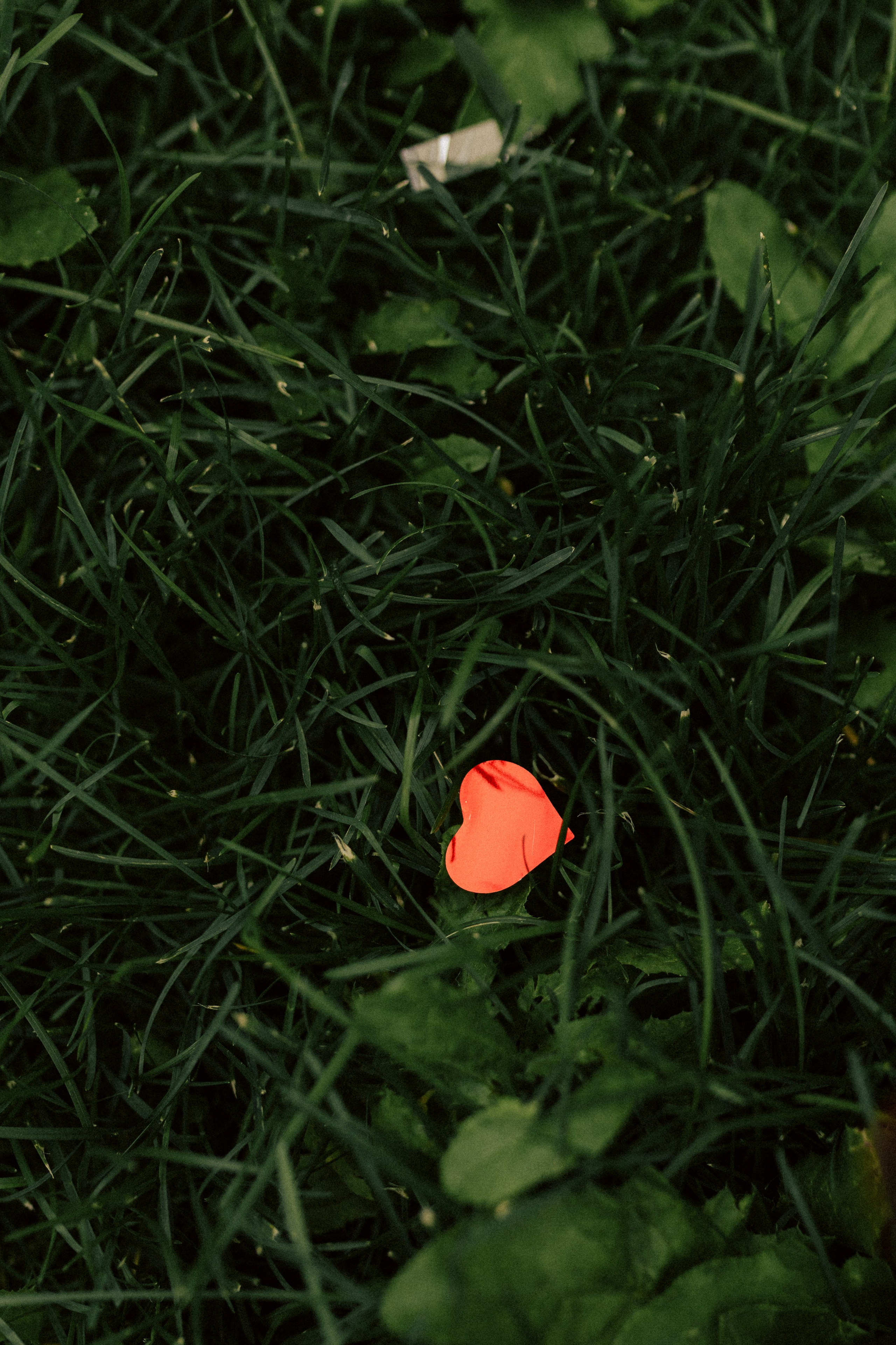 Гавриил и Олеся. Фотограф свадебных и парных историй Кристина Шакула