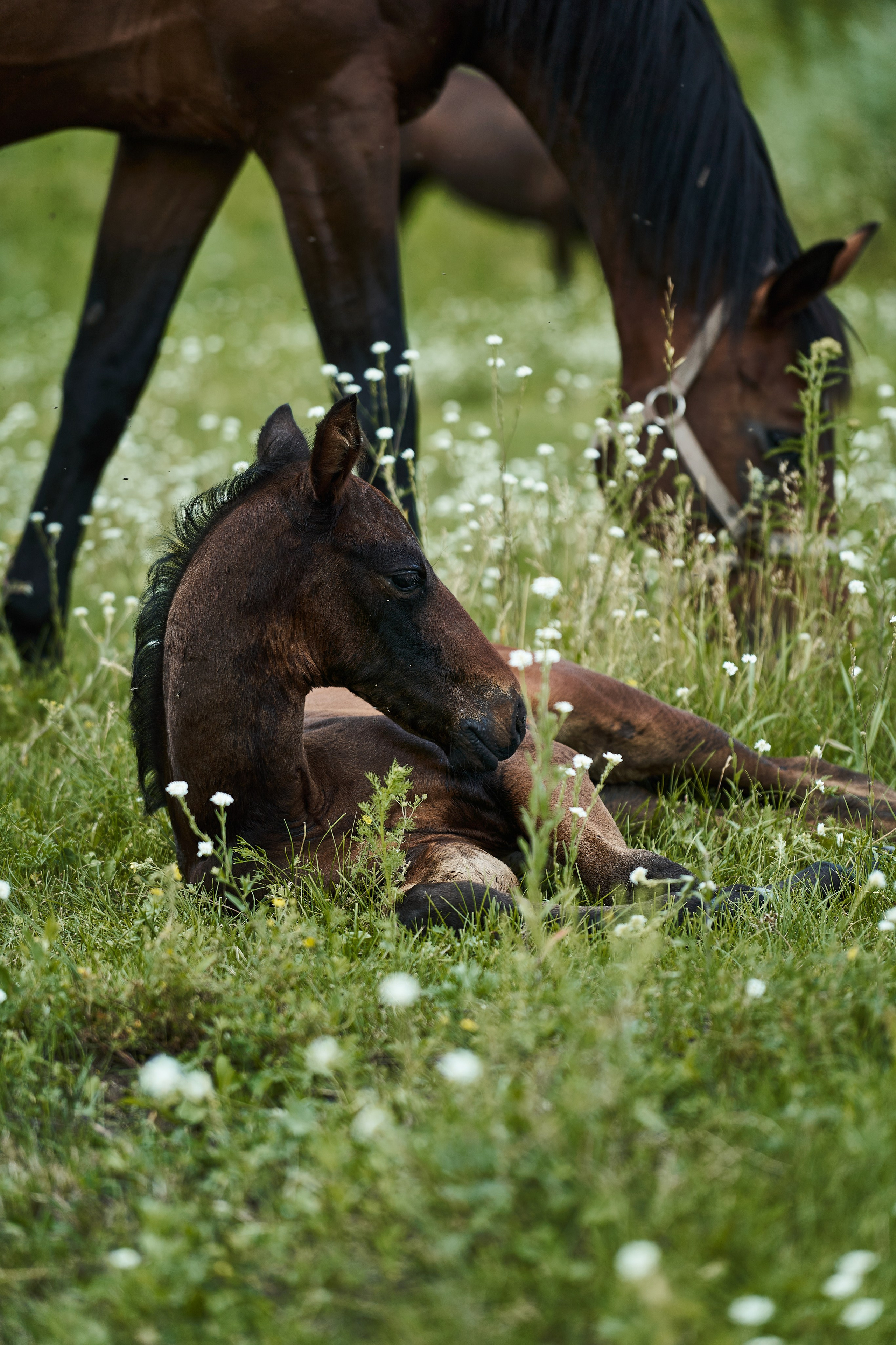 Жеребята КСОЦ «Свобода». Фотосессии с лошадьми в Москве, Новосибирске
