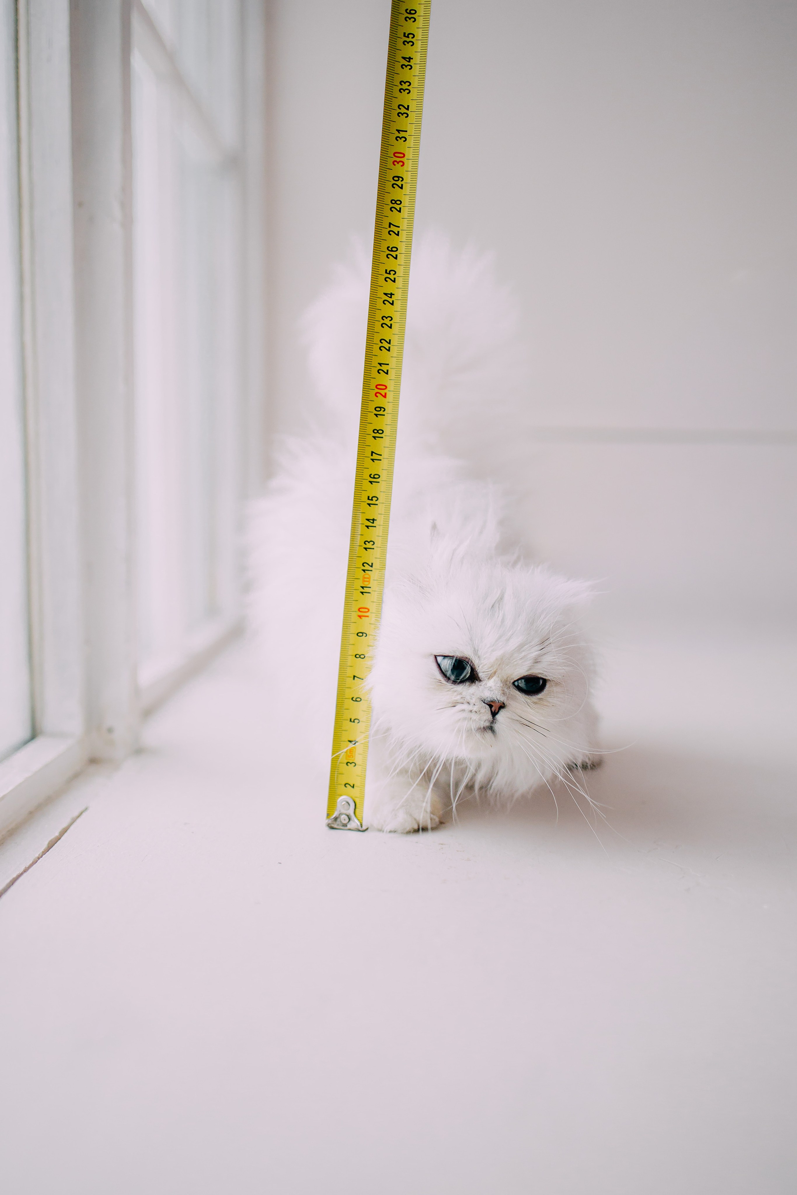 Султан, Мэй Мэй и Шанталь и их семья