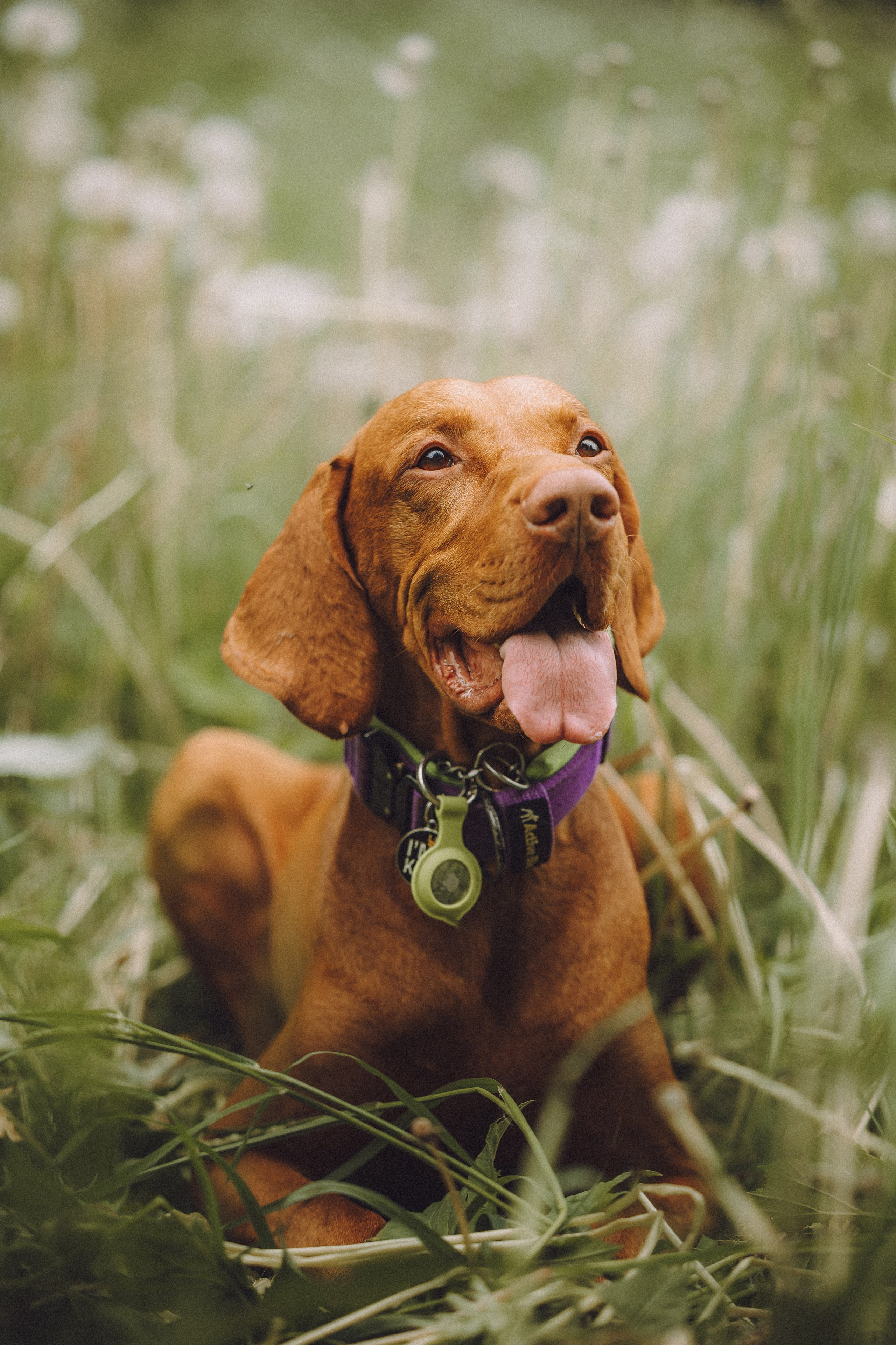 Груша, Данни, Фунтик и их семья