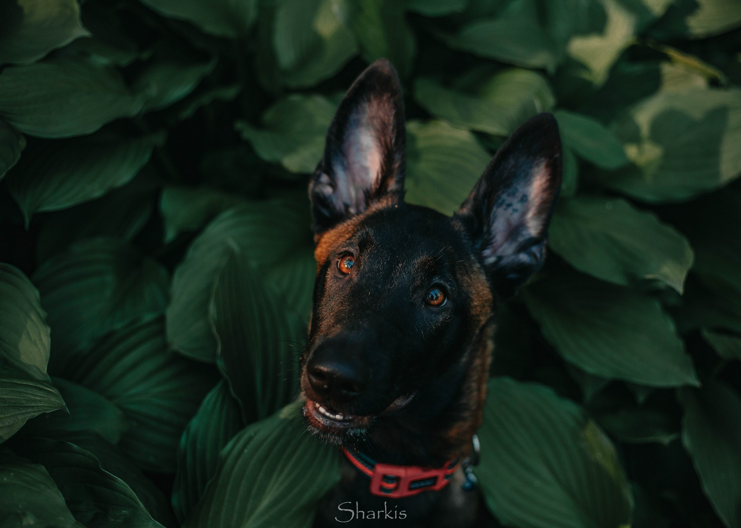 Шмель и Дрель. Фотограф Елизавета Филатова