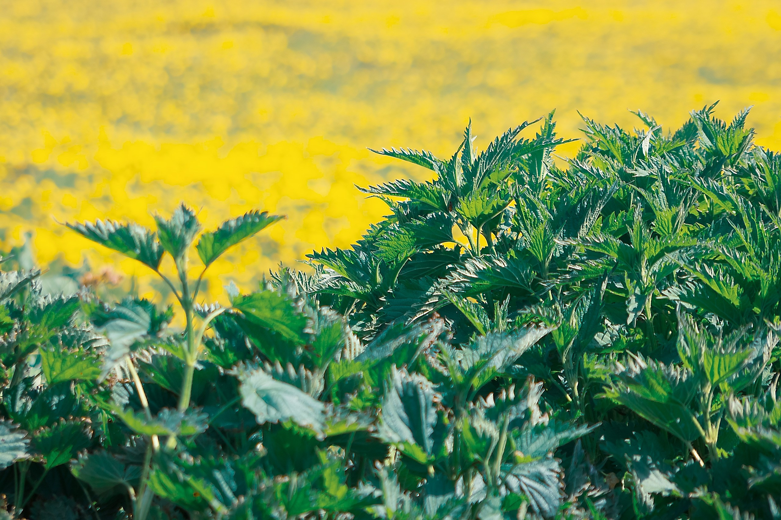 Свет и Цвет. Аmat Victoria Сuram