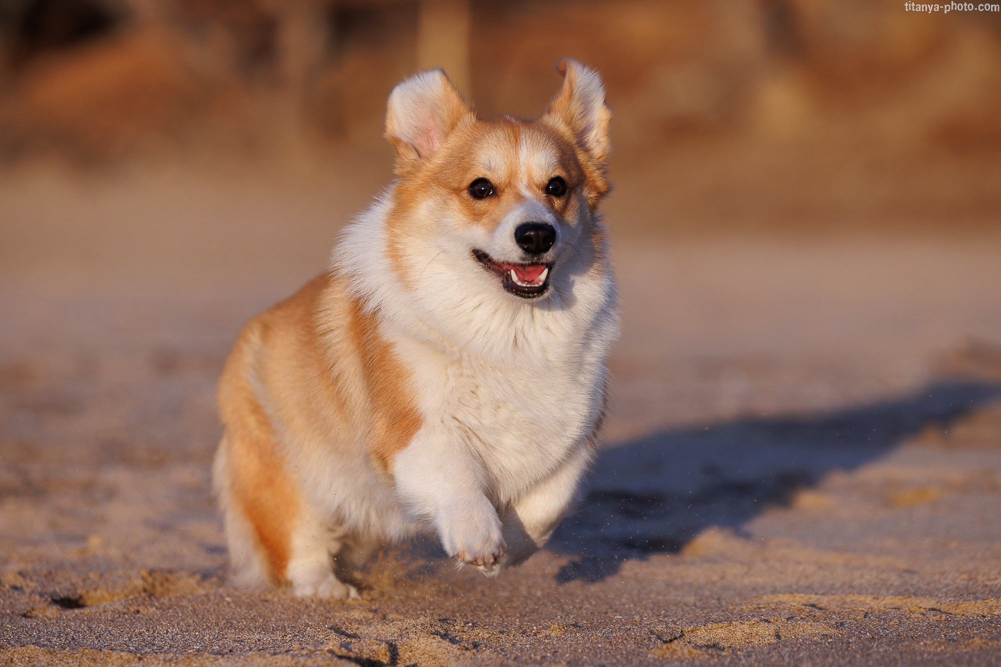 Тесла и Тихий океан. Фотограф собак, фотограф-анималист Аня Титова (Titanya). Москва