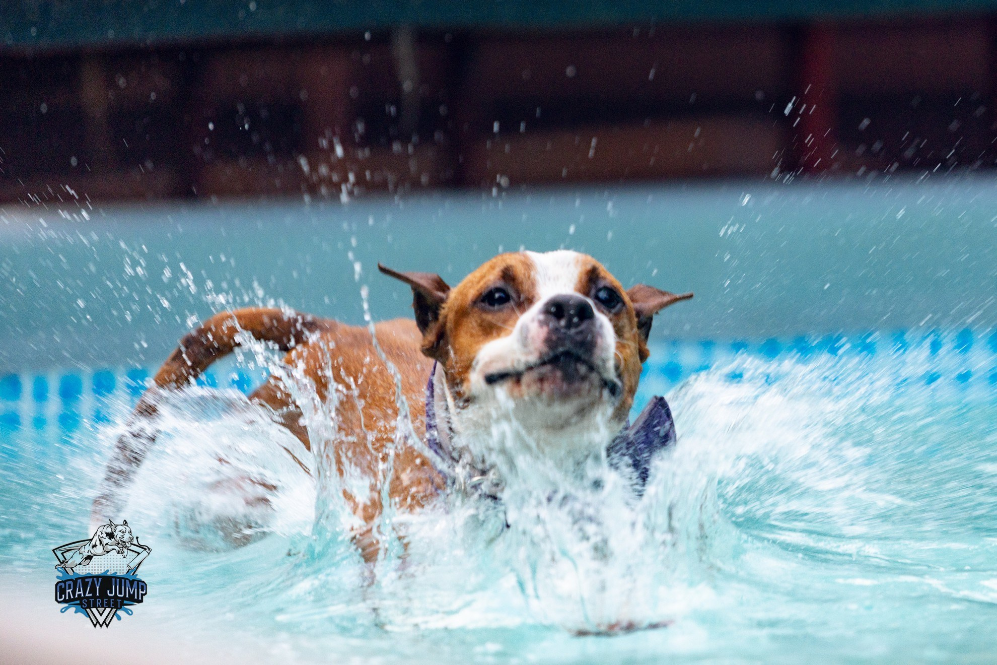 Собаки, спорт, Док дайвинг. Свадебный и репортажный фотограф в Москве и Московской области