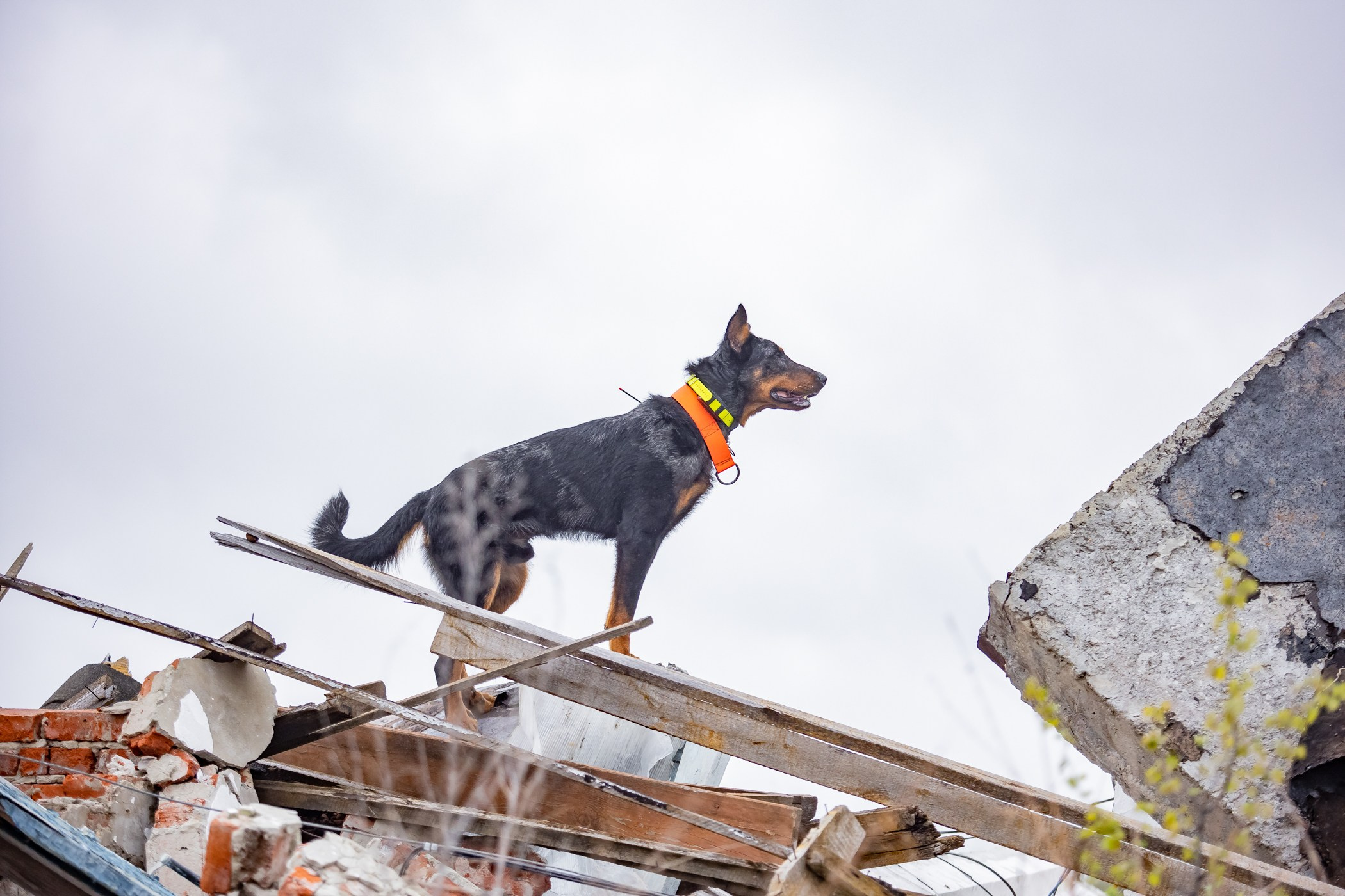 ПСС Соревнования в Нижегородской области г. Чкаловск 2023-04-28. Фотограф Ирина Астор