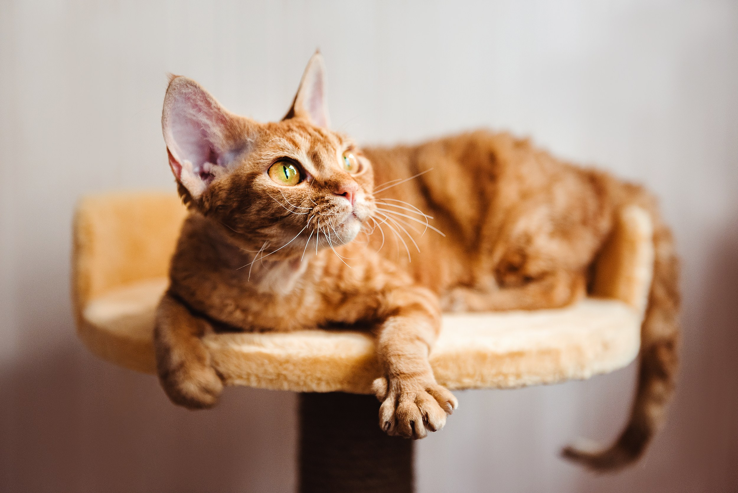 Кошка. Семейный Фотограф в Москве Ирина Хохлова