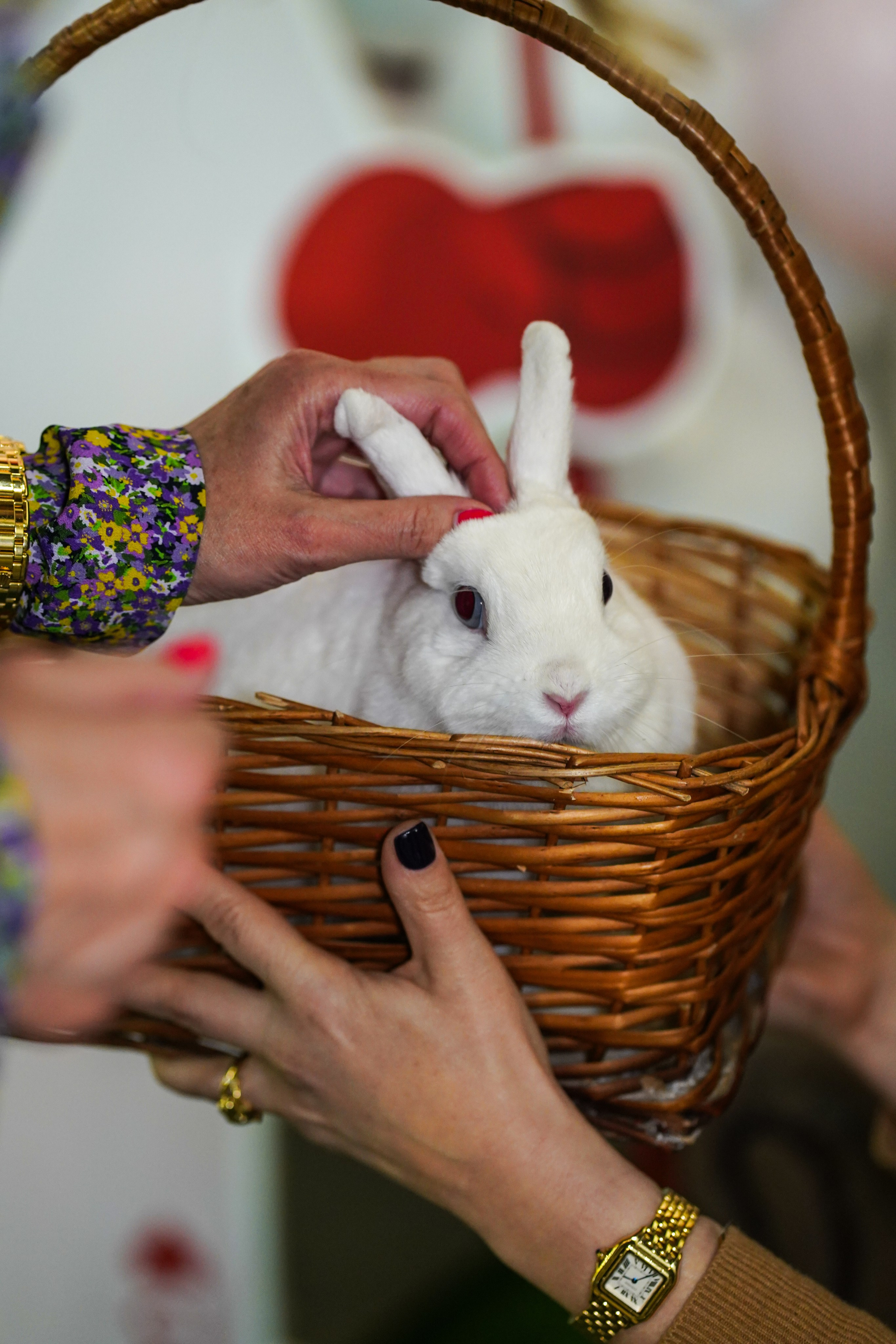 День Рождения Алиса в стране чудес. Фотограф