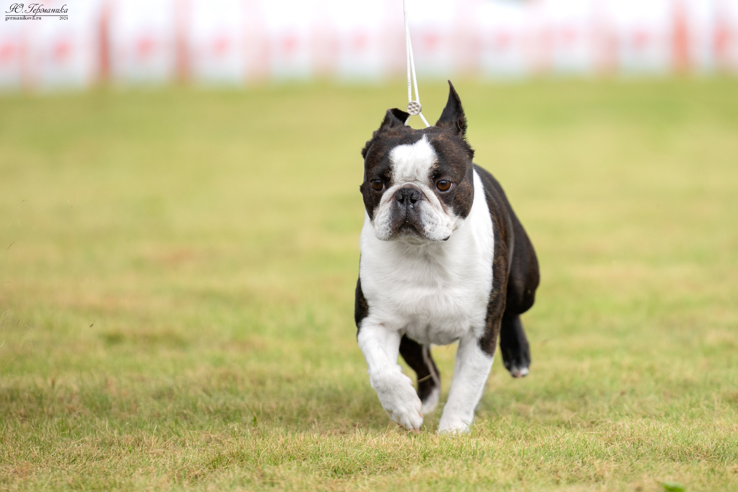 Ярославль 21.07.24 и Балашиха 13.07.24. Фотограф-анималист Юлия Германика