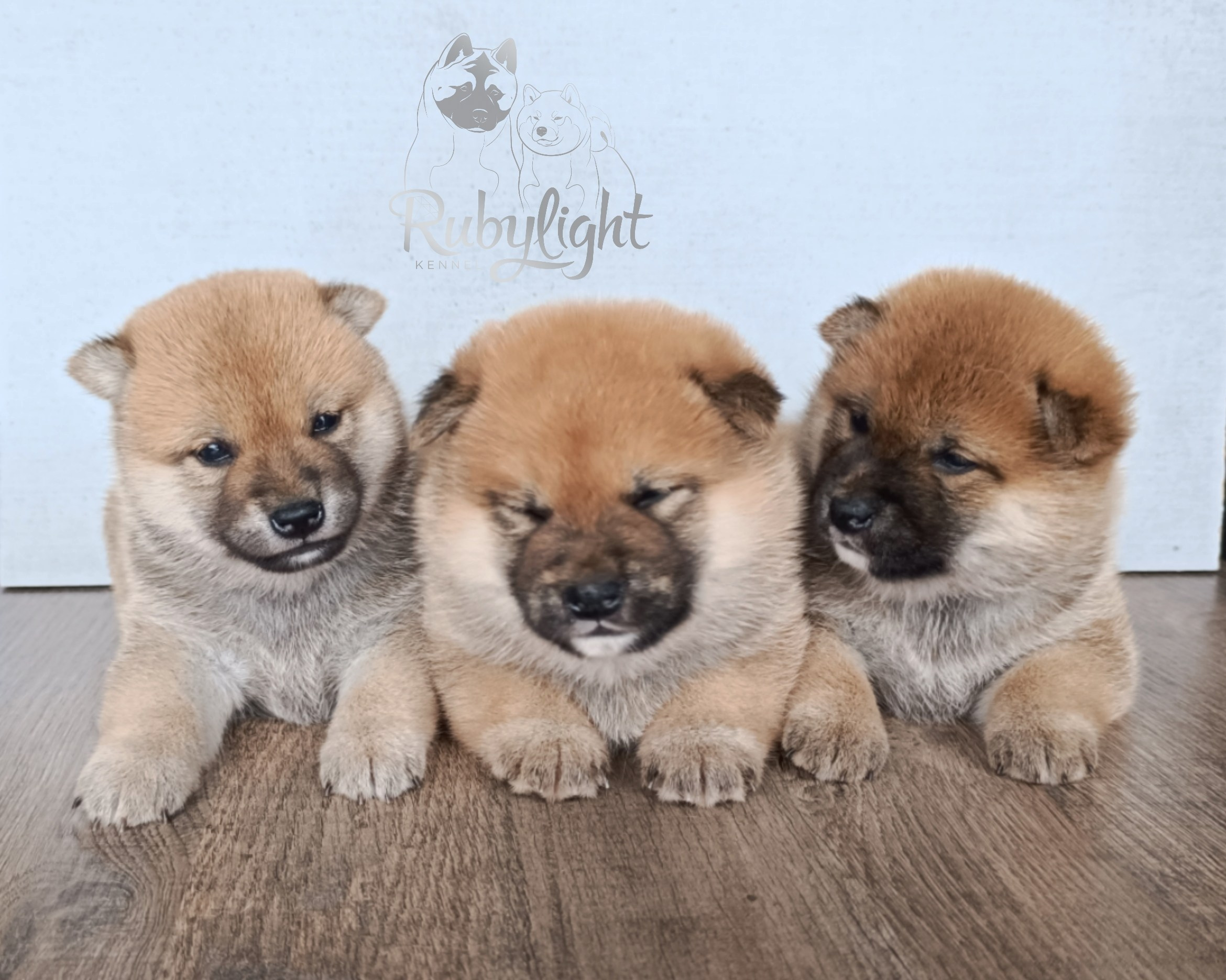 Сиба Помёт Е питомник Рубилайт