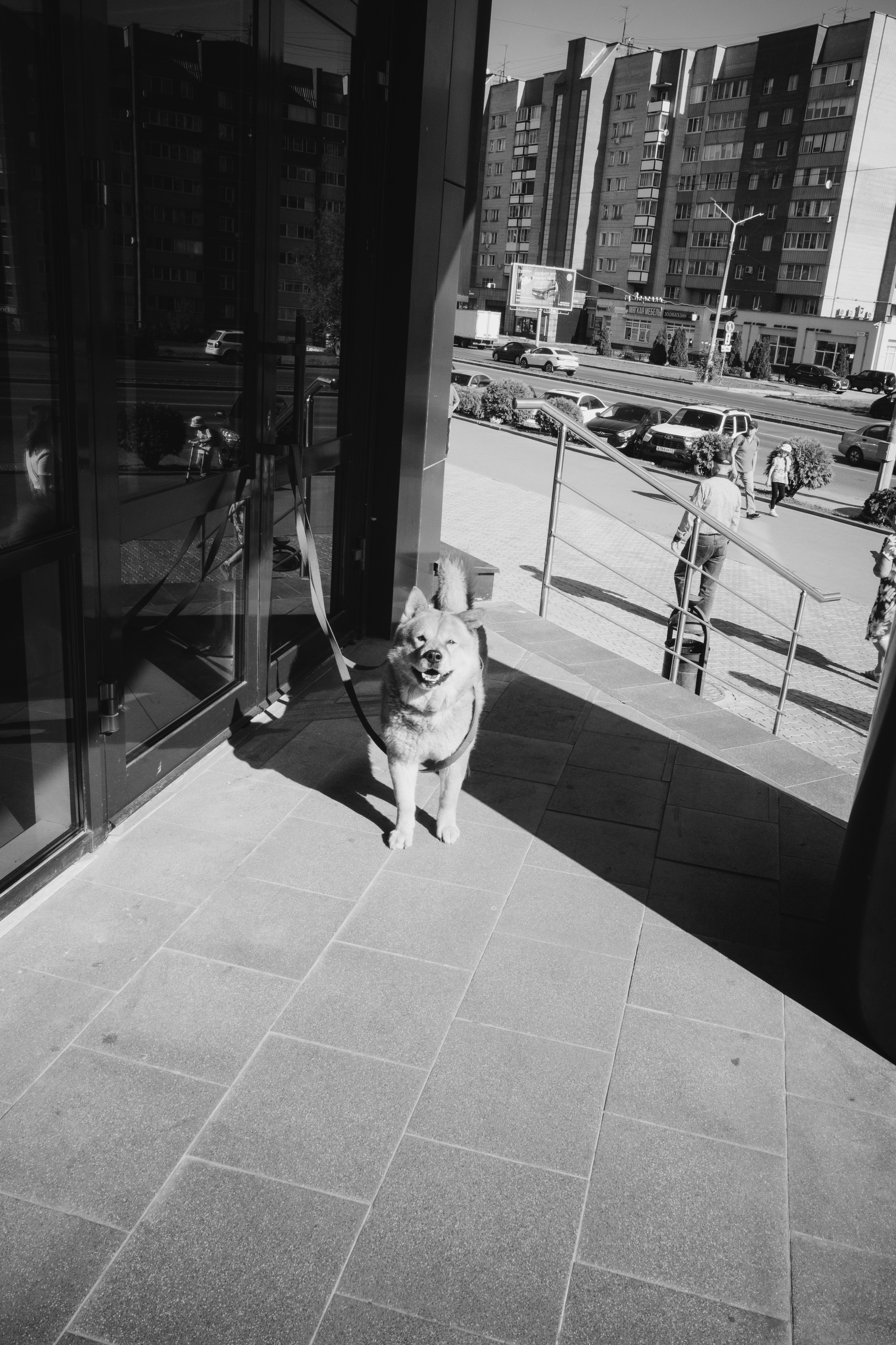 Собаки. Фотограф Александр Тихонов