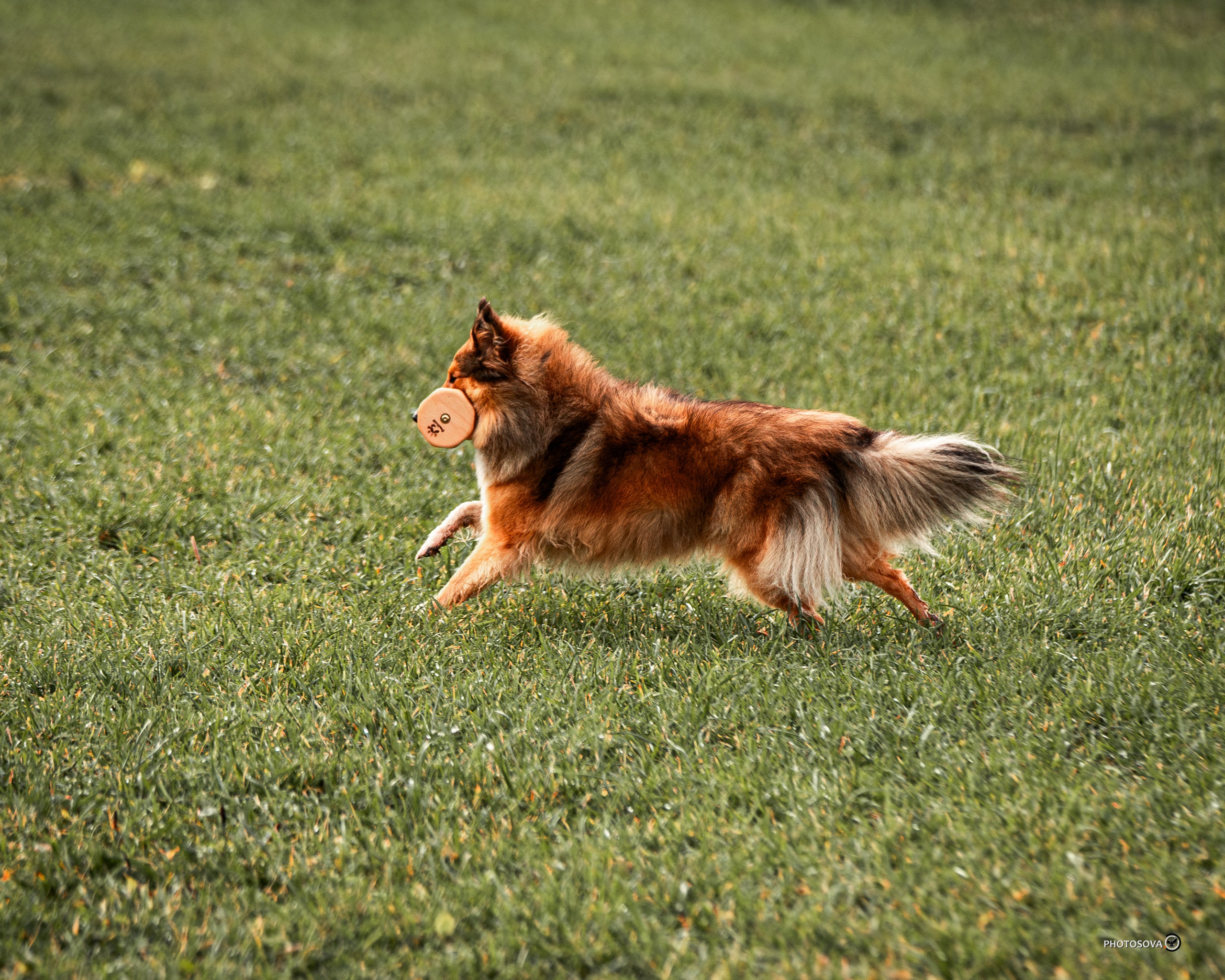 МЫ — КОМАНДА (соревнования) OKD, BH, IBGH, IGP. Фотограф-анималист, семейный фотограф в Москве и Подмосковье. Фотосъёмка кинологических дисциплин