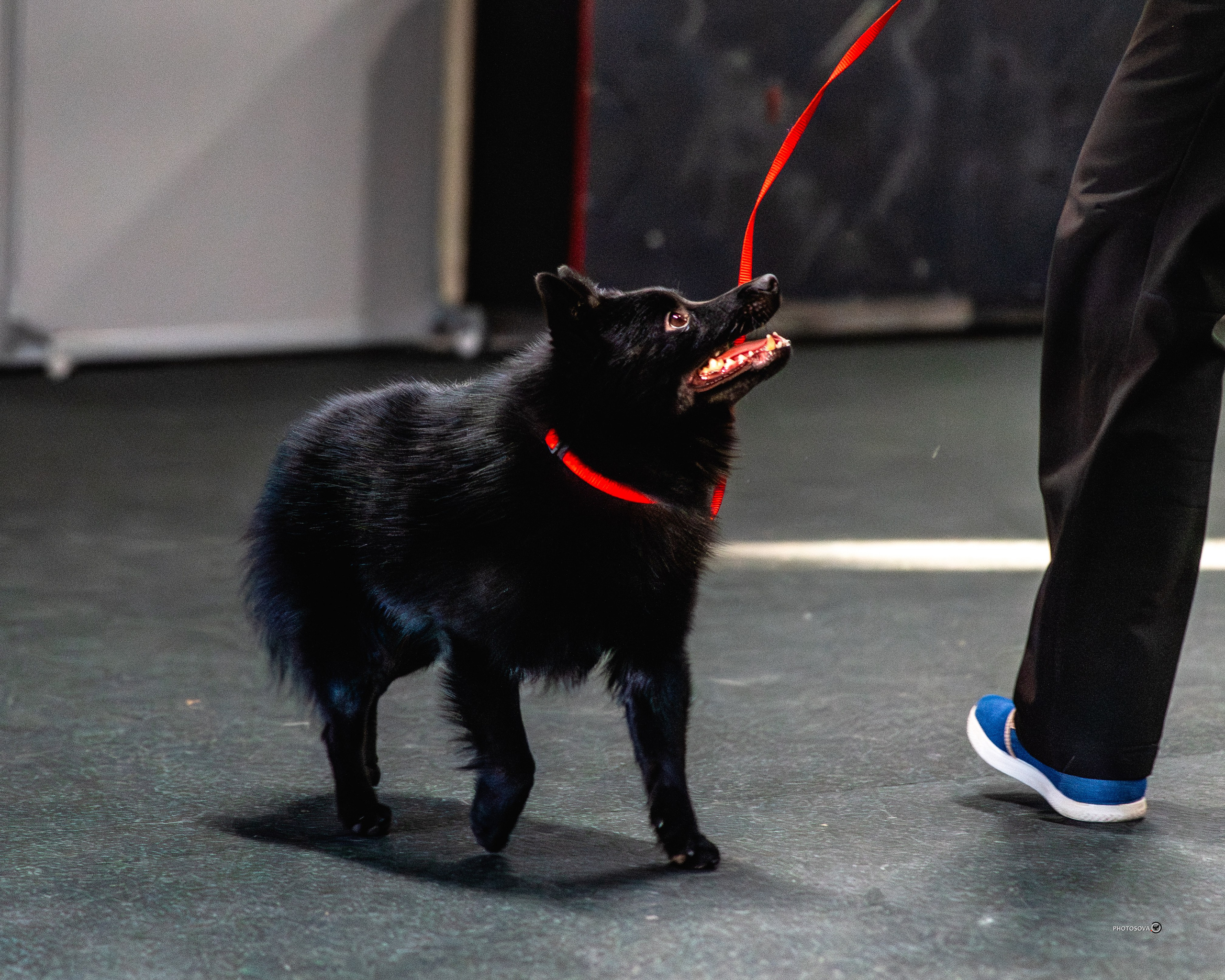 ТЫ И Я (соревнования по ралли-обидиенс). Фотограф-анималист, семейный фотограф в Москве и Подмосковье. Фотосъёмка кинологических дисциплин