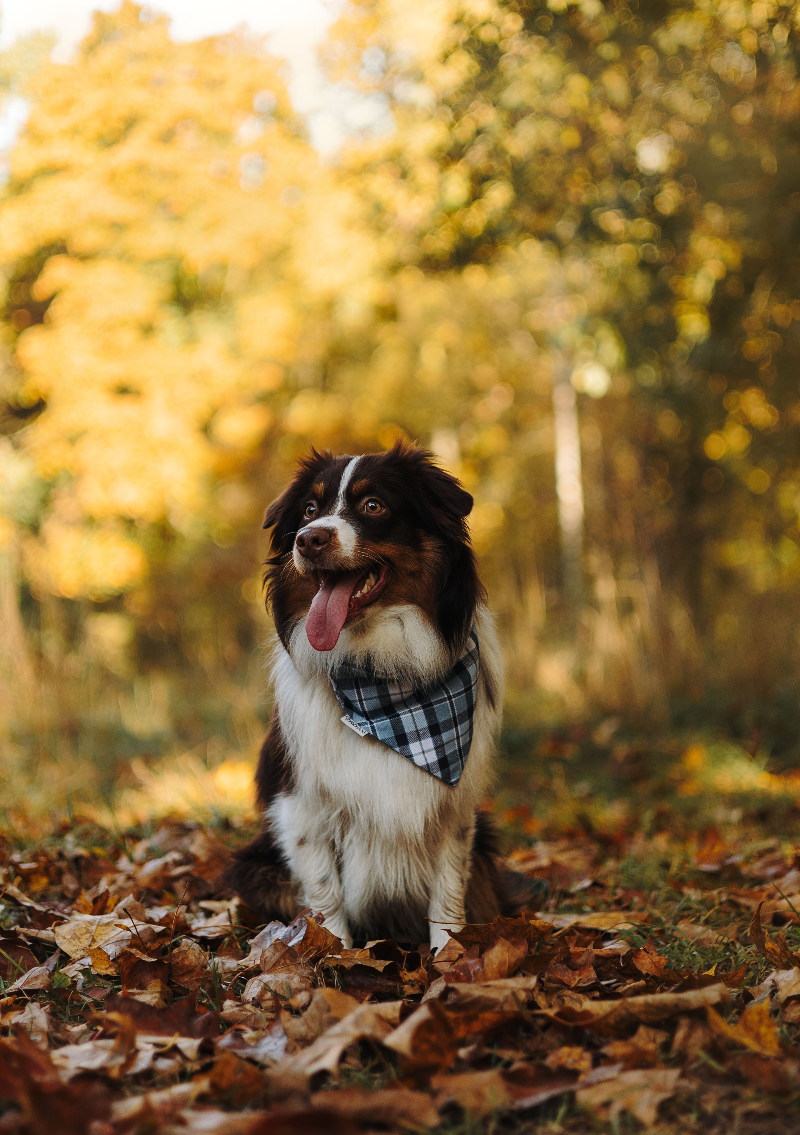 Фотограф животных Евгения Верцинская