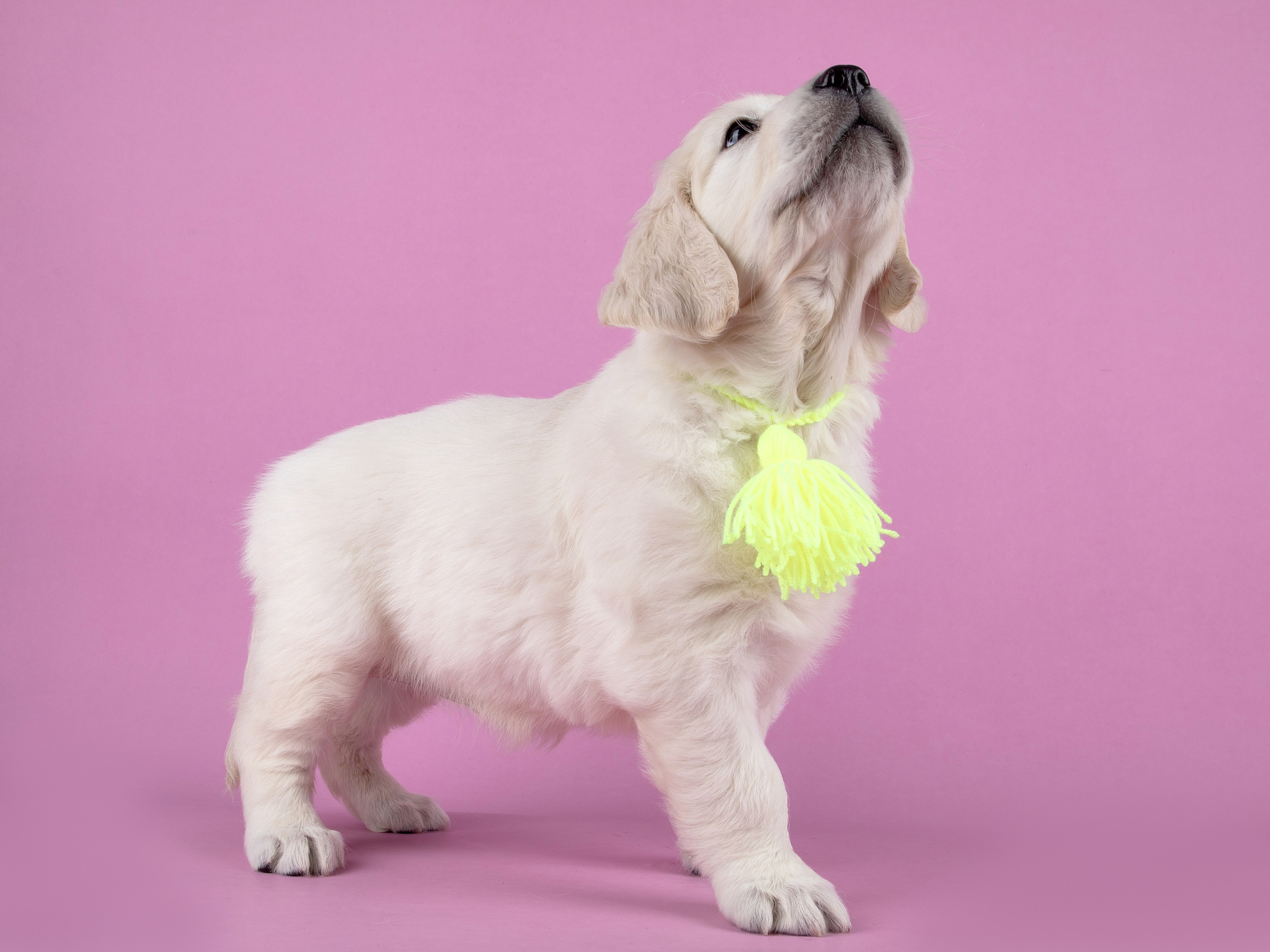 Голден Ретривер. Предметный и семейный фотограф в Санкт-Петербурге Катерина Стеклова