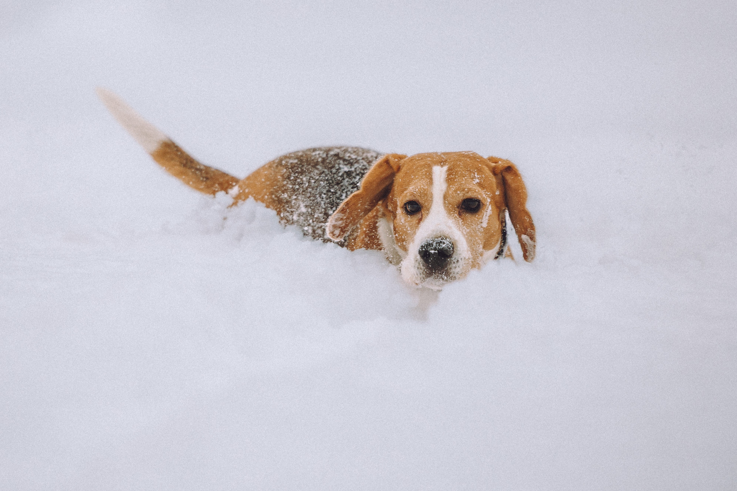 Роман, Портер и Коррес