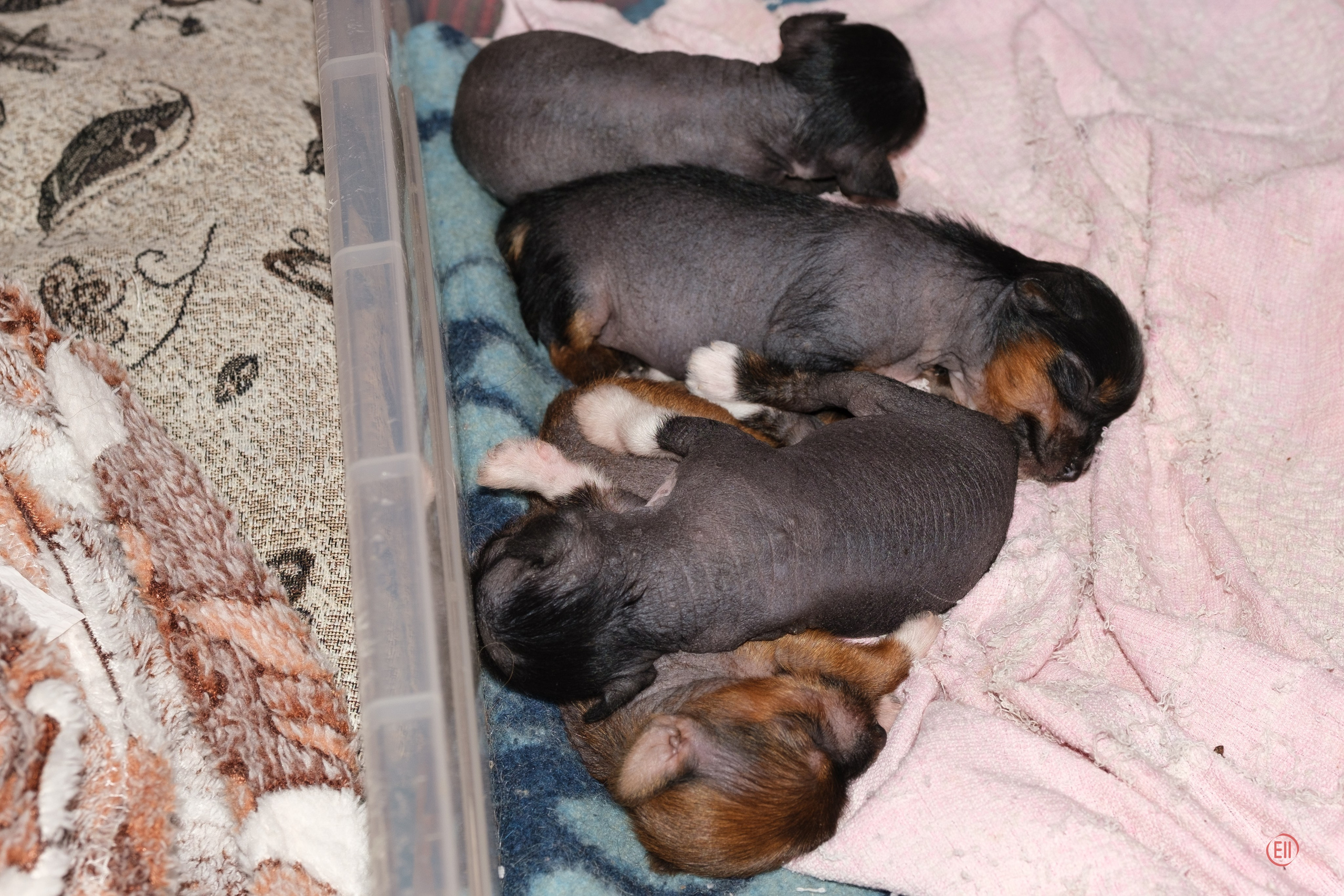 Litter V. Poale Ell Chinese Crested Dog Kennel: Buy a puppy from the kennel