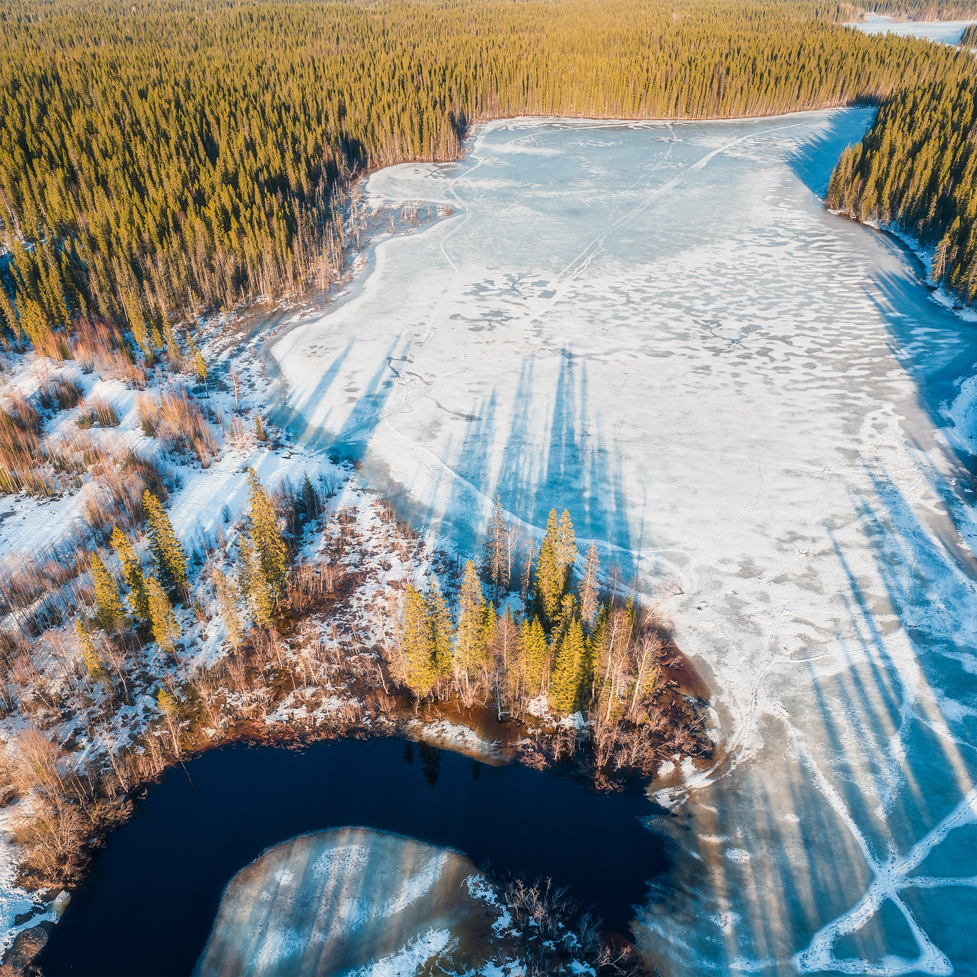 Весна в лесу. Фотосъемка в Архангельске, фотограф Александр Ермолин