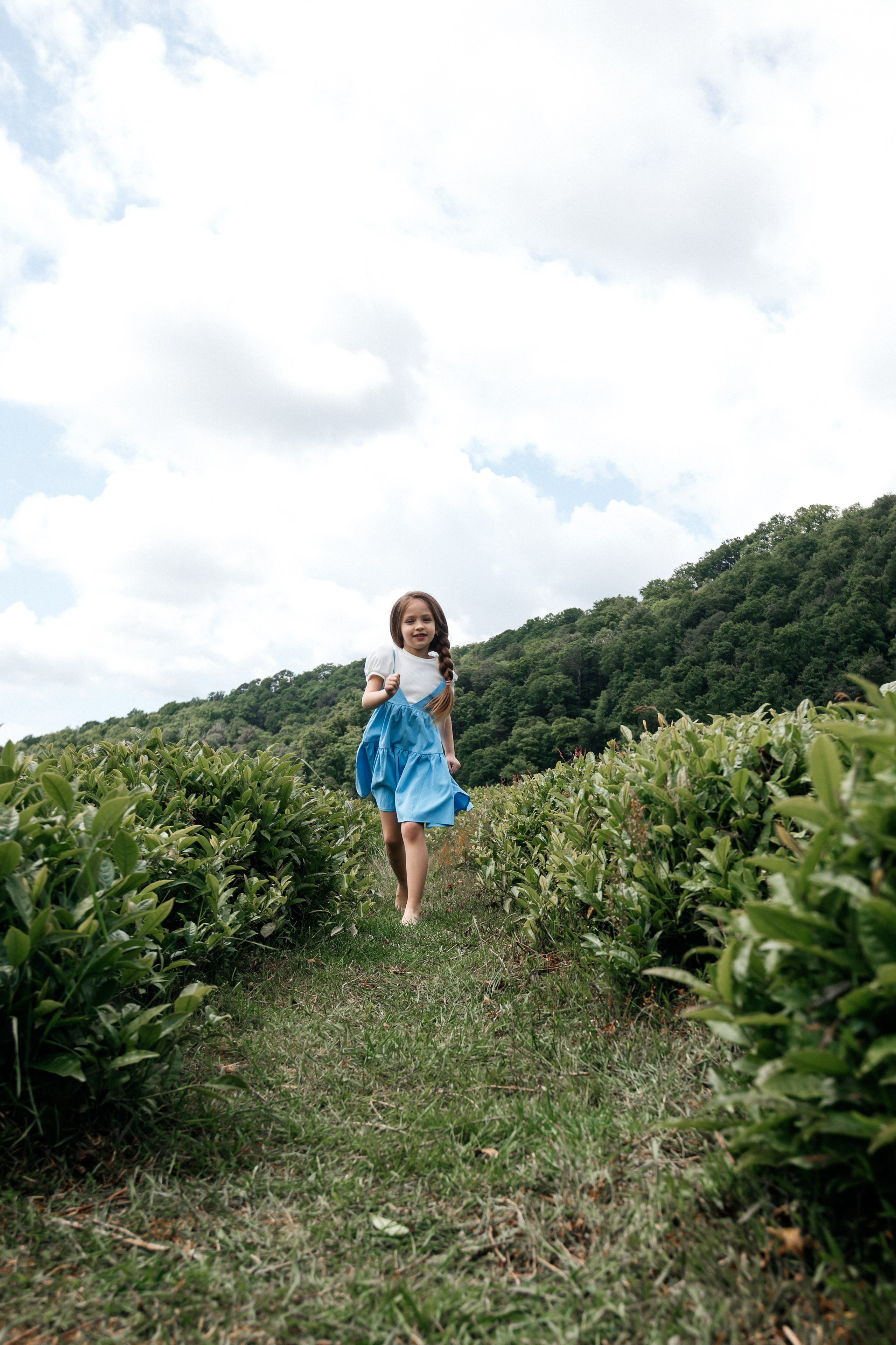 Tea plantation. Efimova Model Agency