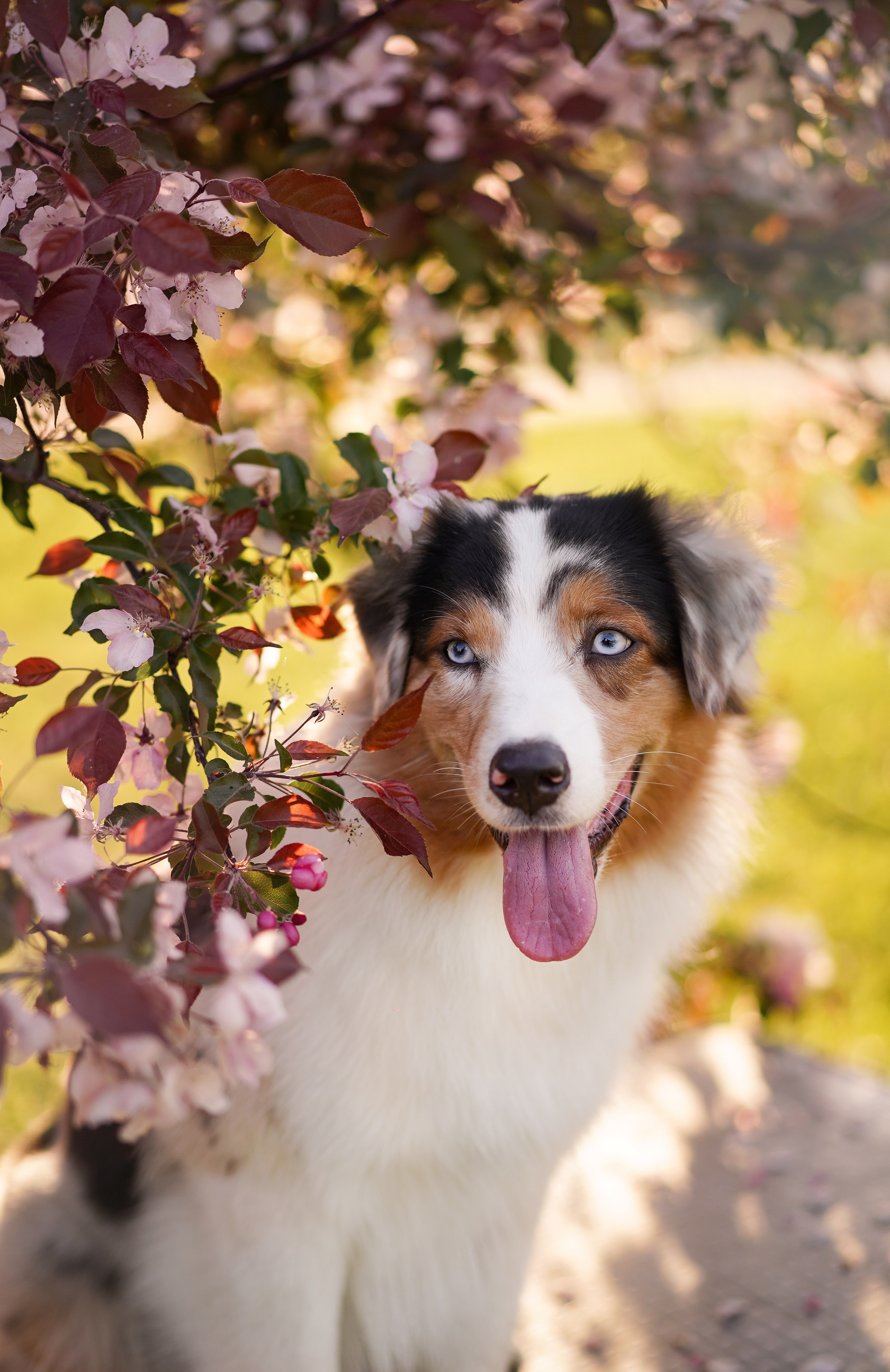 Аусси в Яблоневом саду. Фотограф-анималист в Санкт-Петербурге Яна Мартынова
