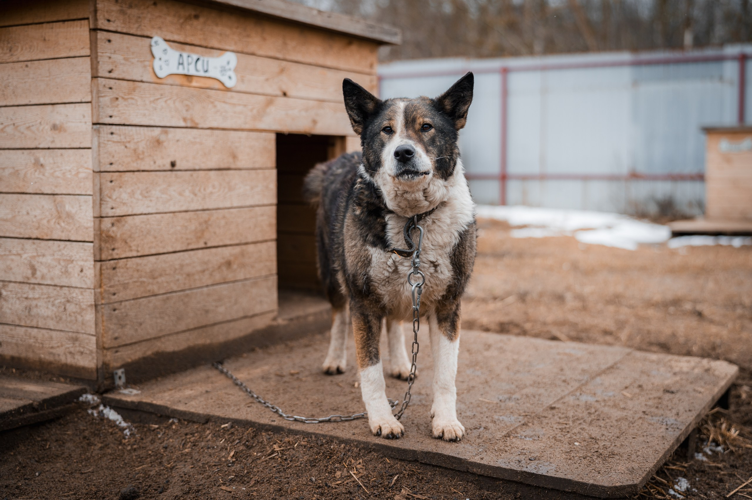Арси. Улыбка собаки — спасение и пристройство бездомных собак