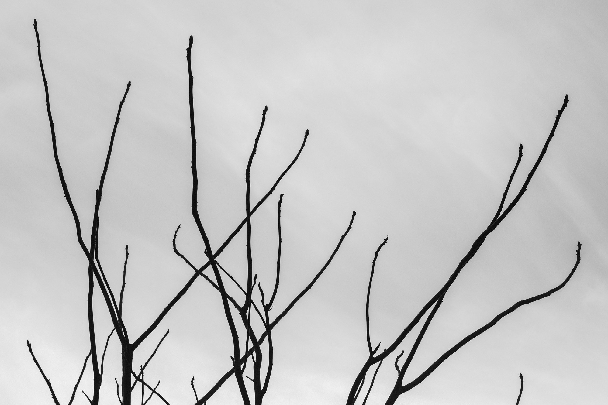 Деревья / Trees (2022-2025). Фотография Alexander Palkin