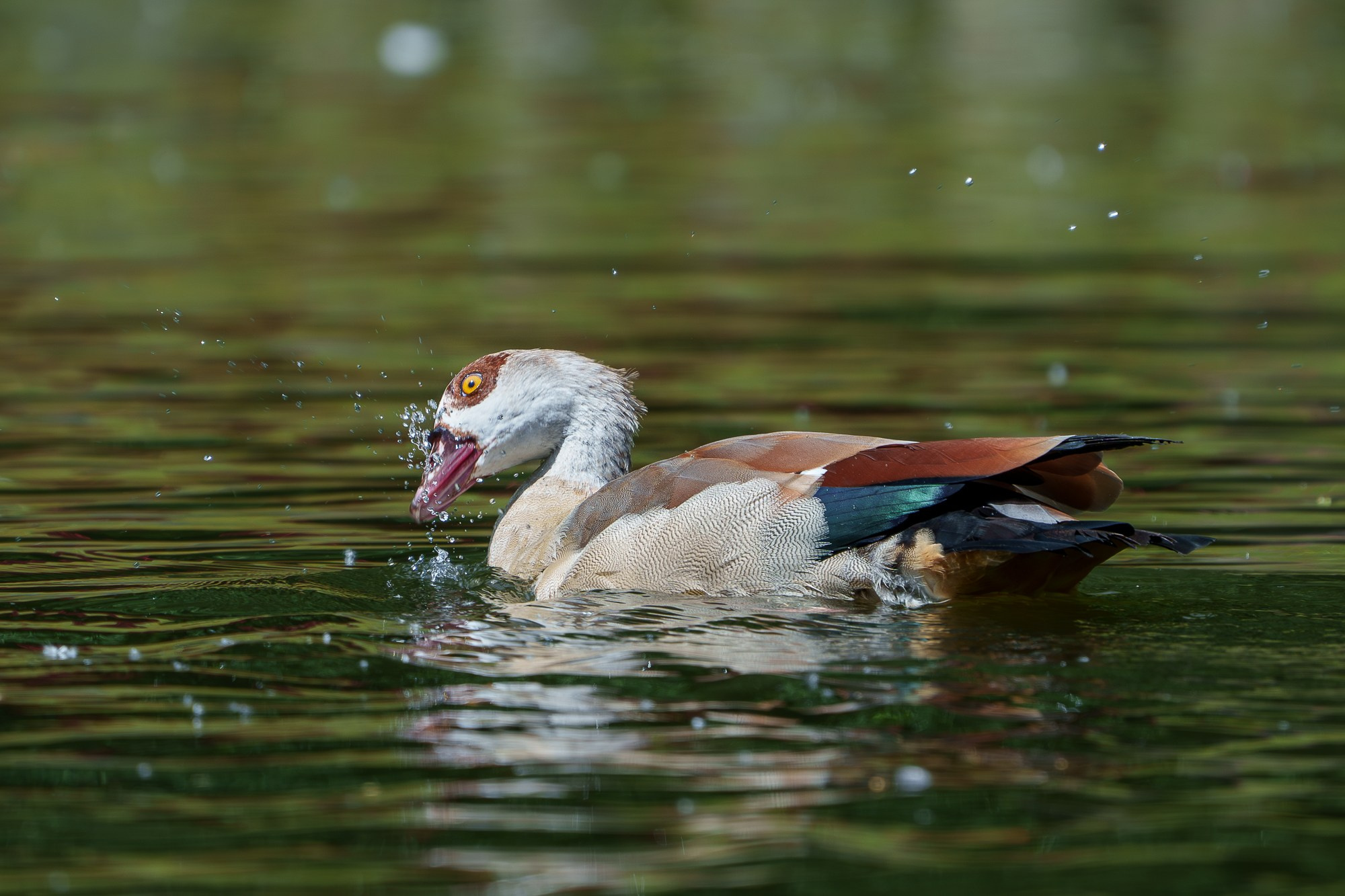 Удивительные мир птиц. Вокруг нас столько прекрасного — присмотритесь!. Ваш личный фотограф Марина Волкова