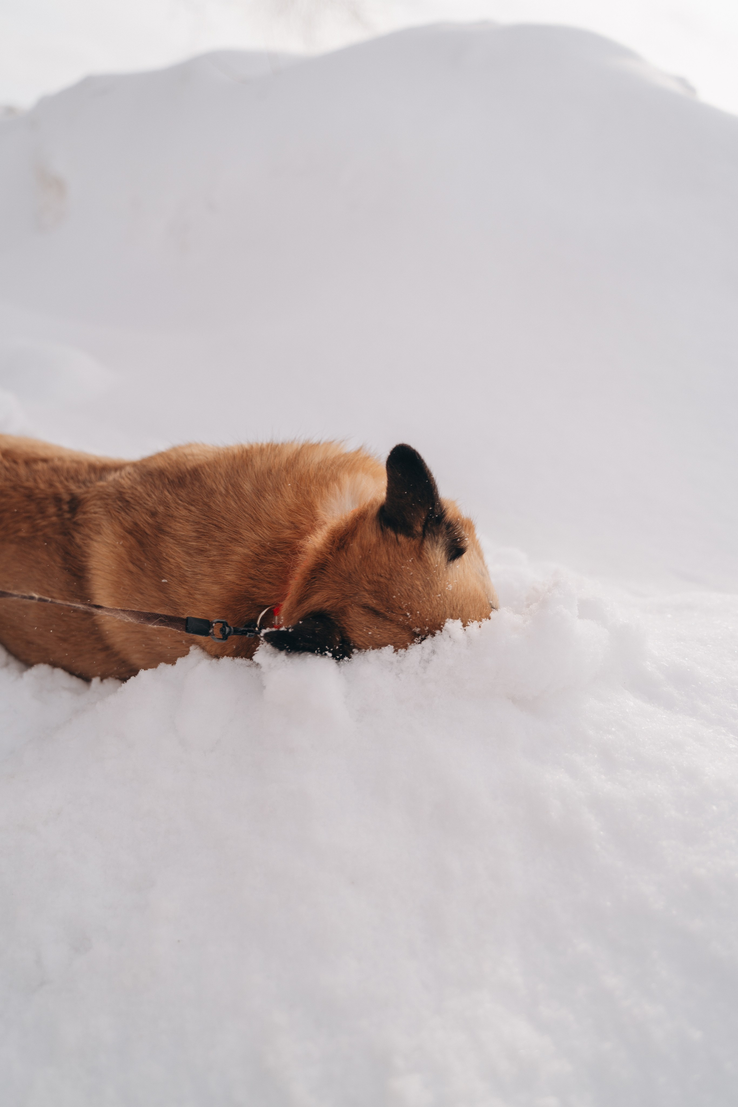 Февраль с Мартой 💞. FotoTanya. Раменское/Жуковский/Бронницы