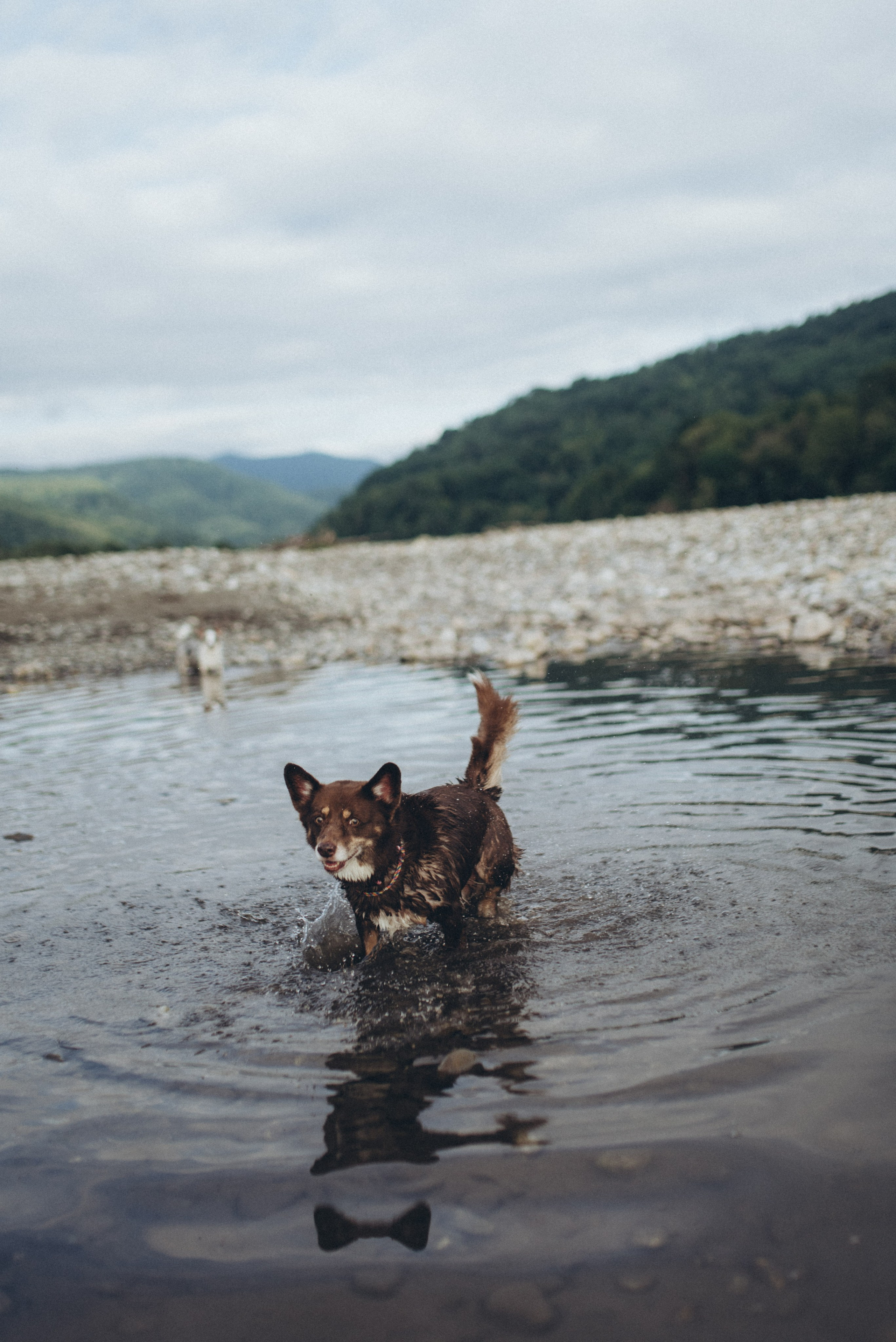🐕 Катя и Дима 🐕. Фотограф в Сочи — Маргарита Поганова