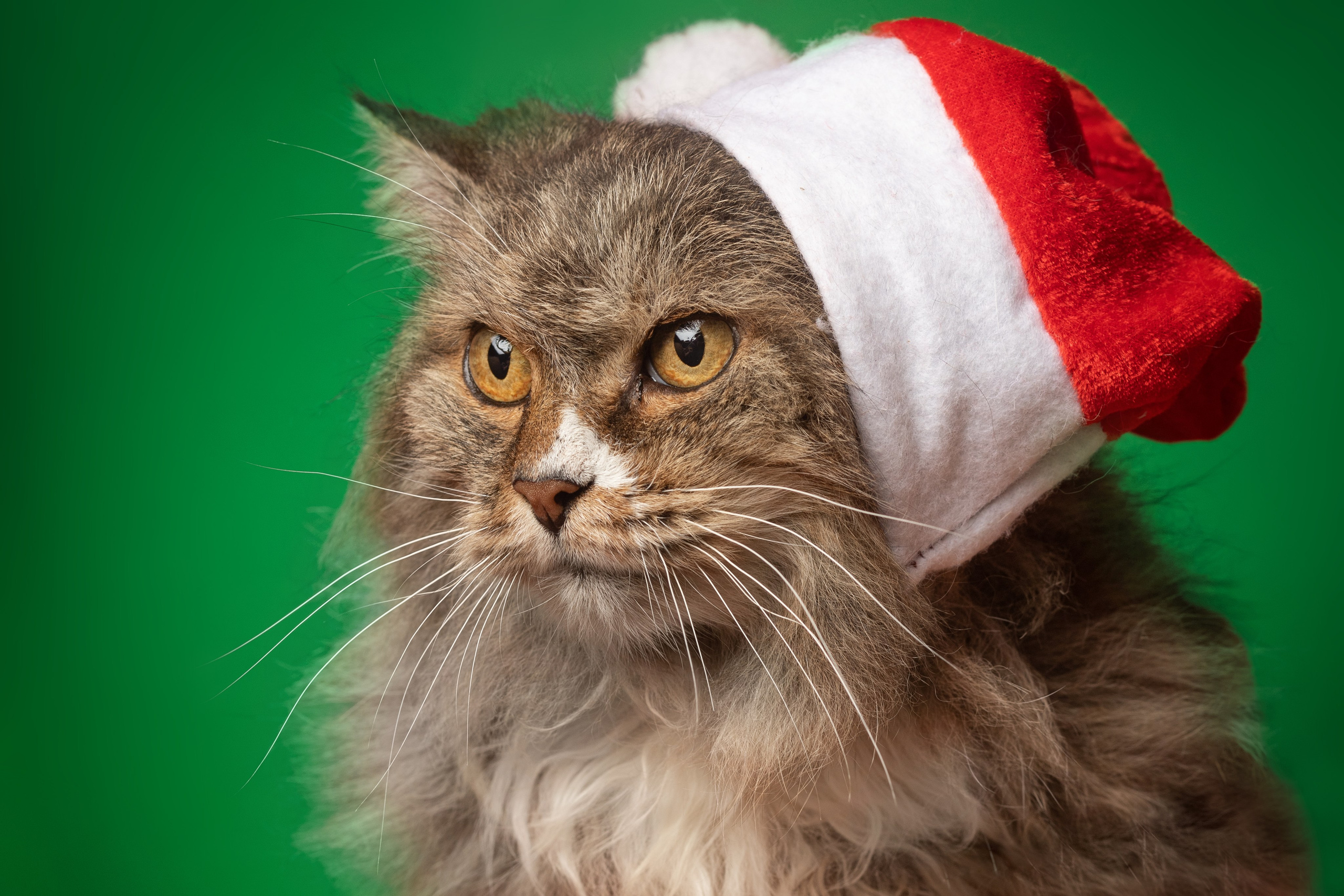 Коты. Фотограф Демид Никитин. г. Дубна, Москва