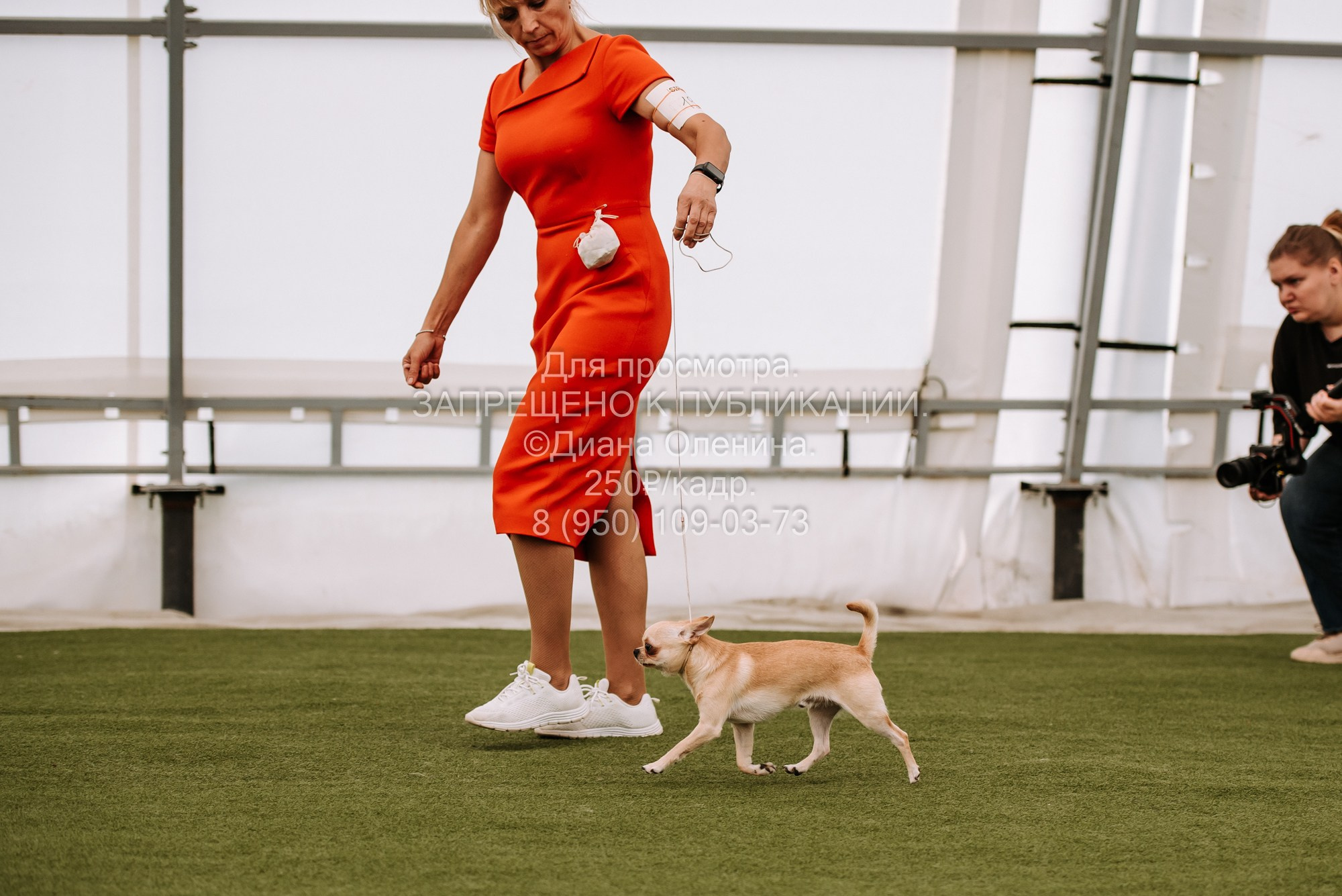 Выставка собак Красноярск 2.06. Фотограф Диана Оленина Красноярск / Братск