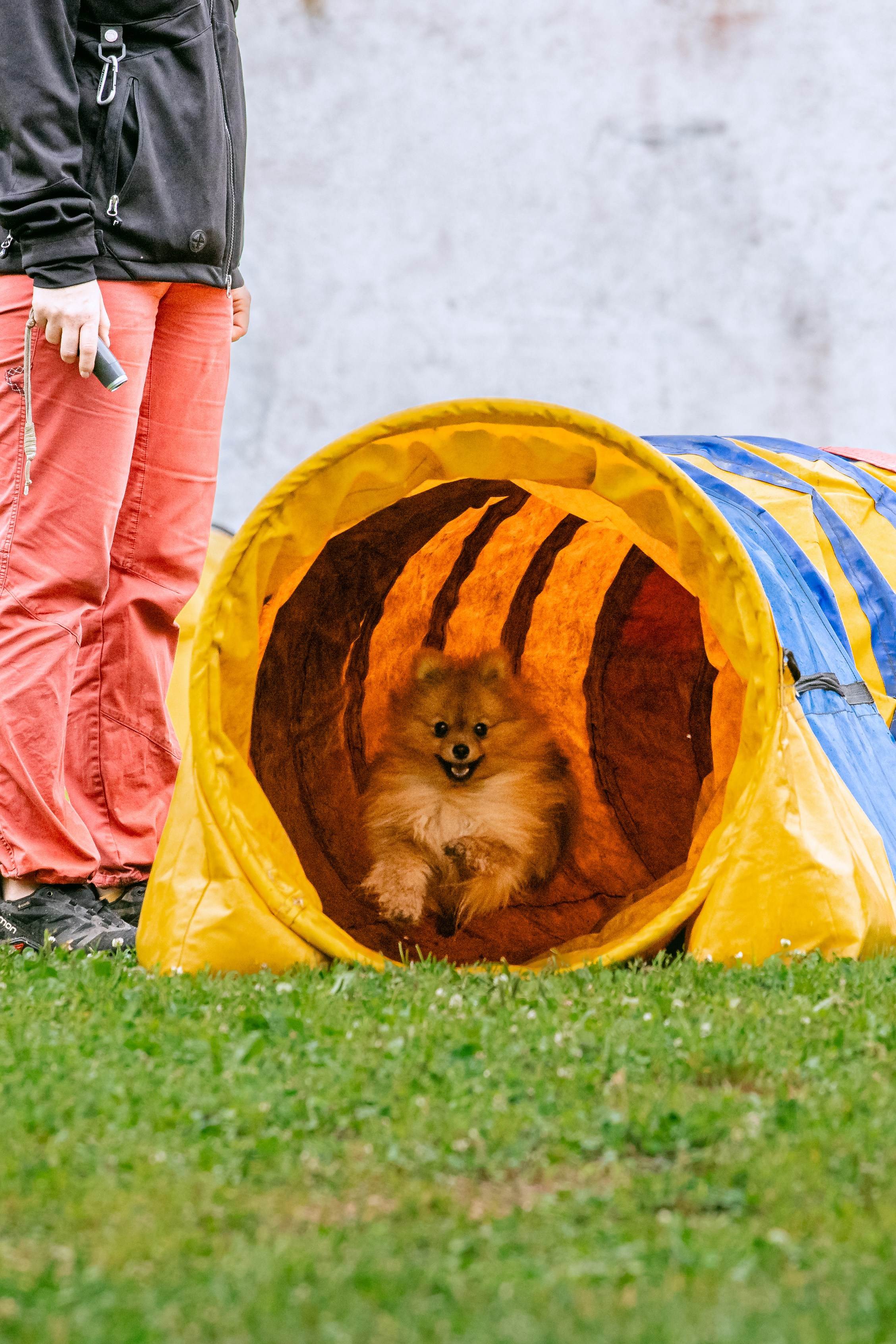 Соревнования по аджилити Долгопрудный 30.06.2025. Фотограф-анималист Татьяна Степанова