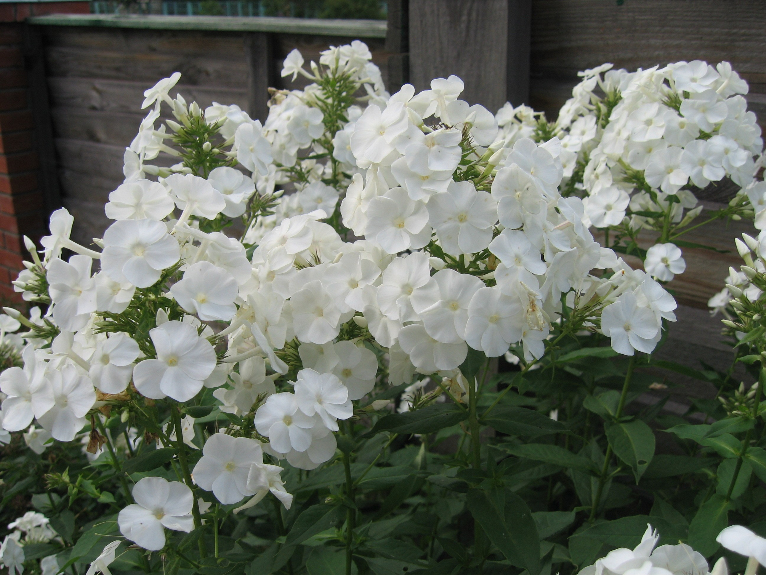 Пышные белые соцветия метельчатого флокса на фоне деревянной ограды.