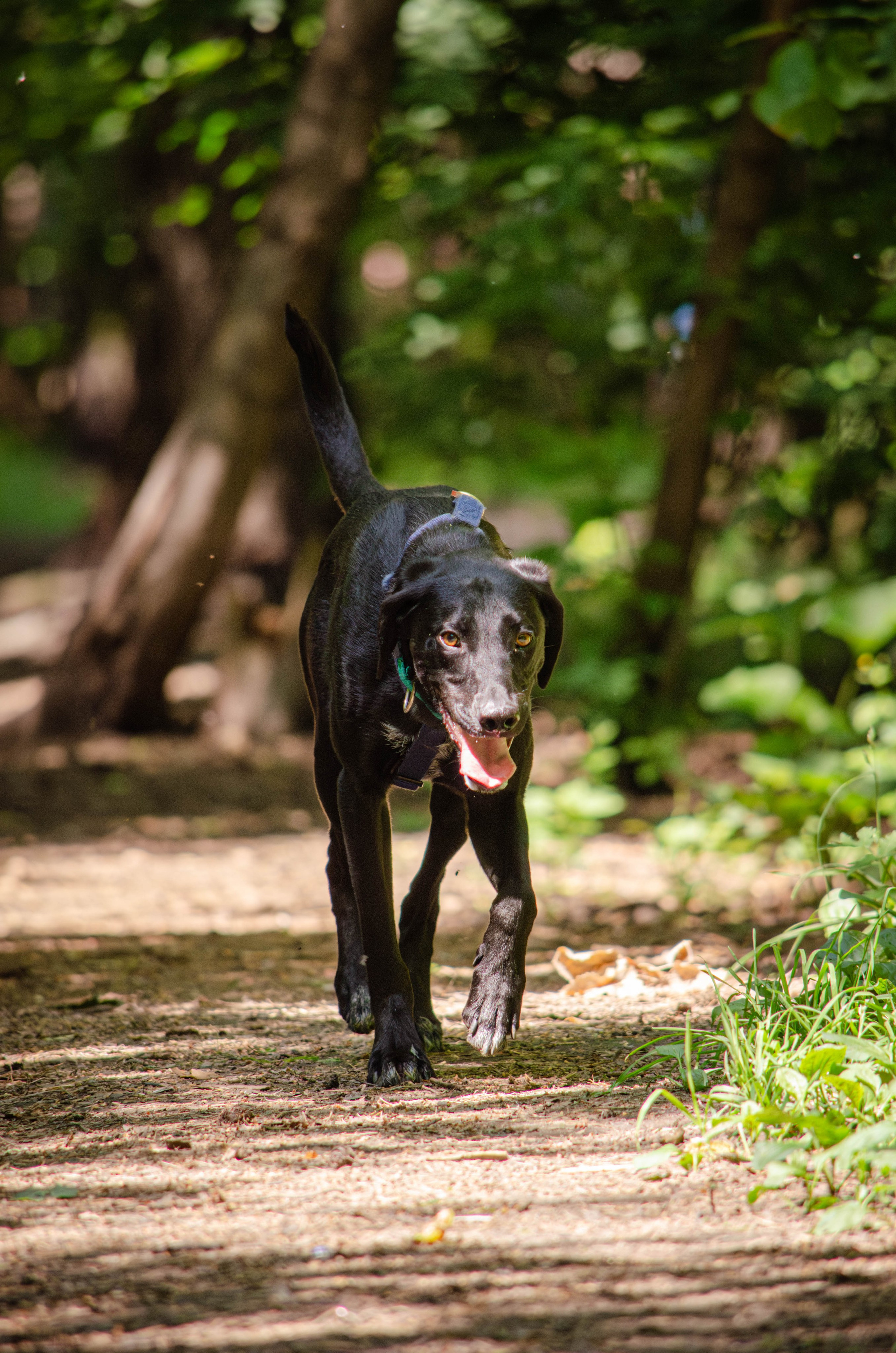 Мира и Барон. Фотограф Светлана Блинова, Москва и Московская область