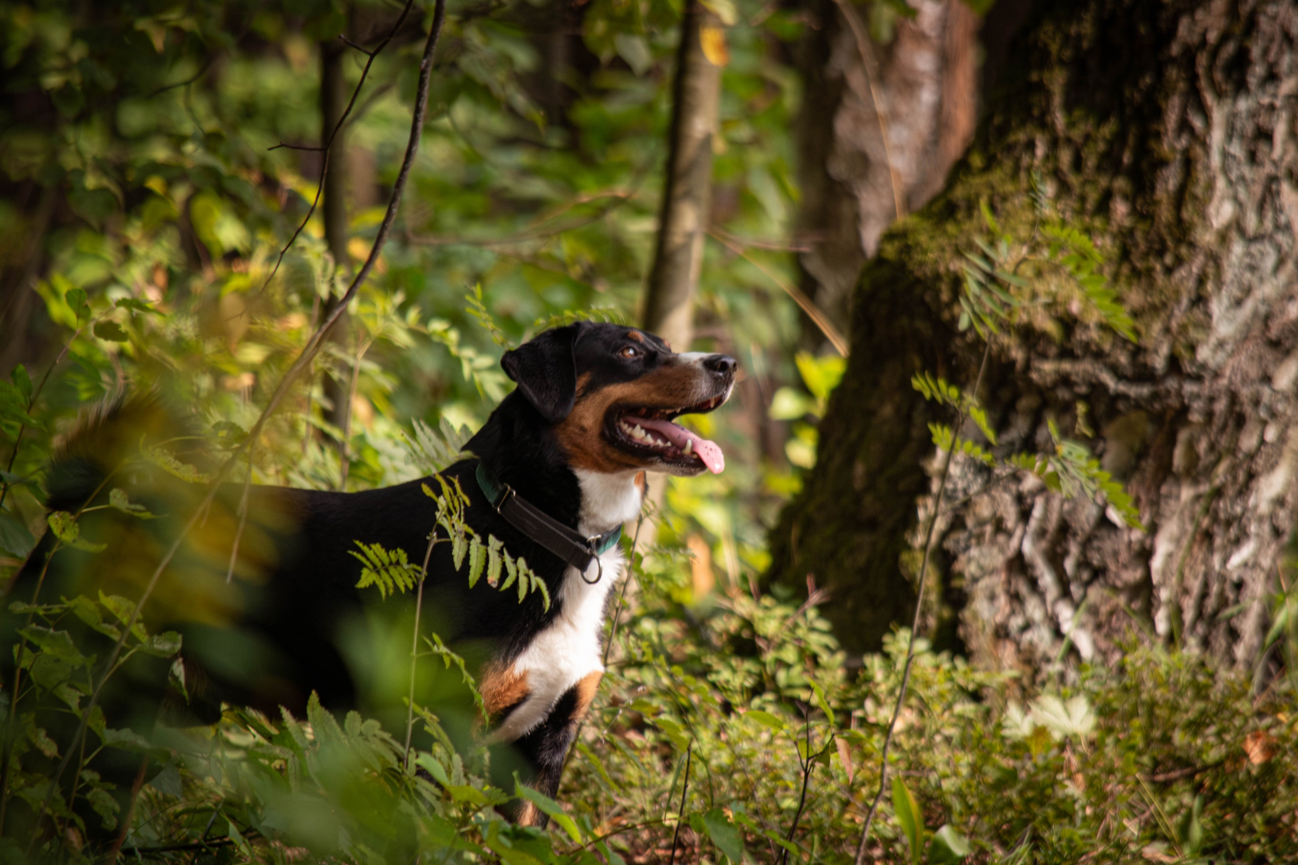 Микки и Юля. Фотограф Светлана Блинова, Москва и Московская область